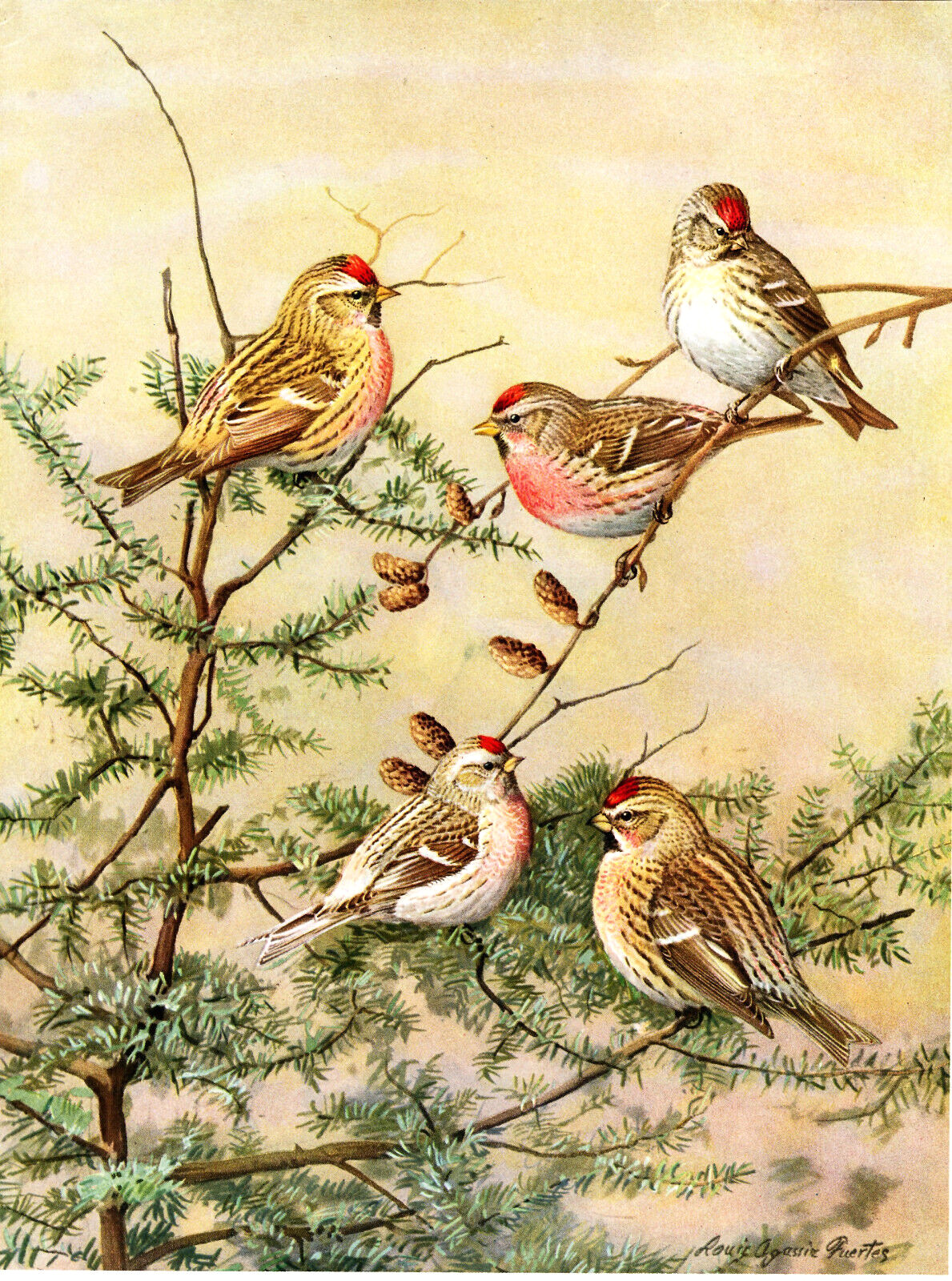 1929 Vintage Print Massachusetts Birds Redpoll Holbolls Hoary Greater Bird Red