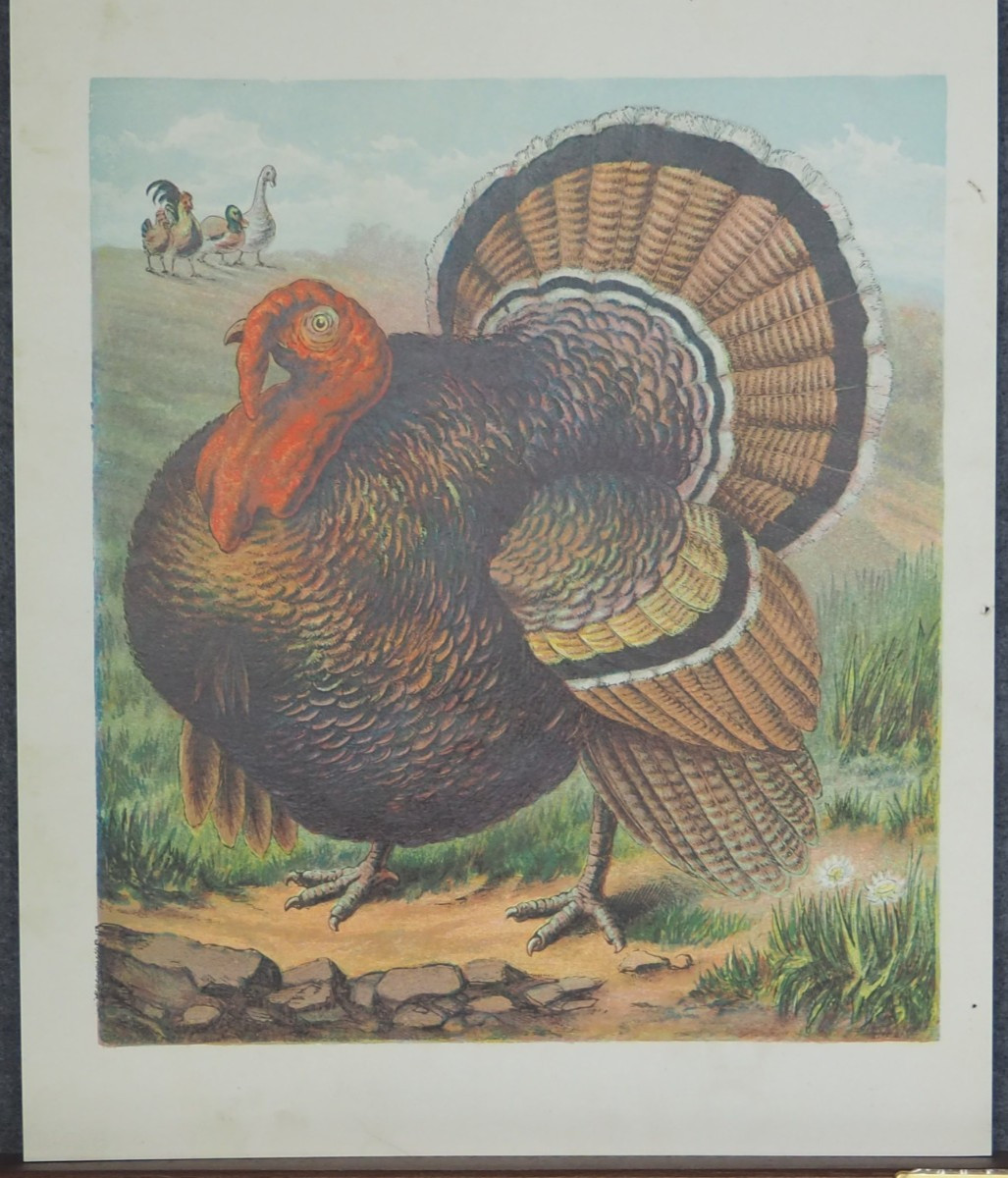 Turkey Bird Antique Bird Art Print Chromolithograph 1890