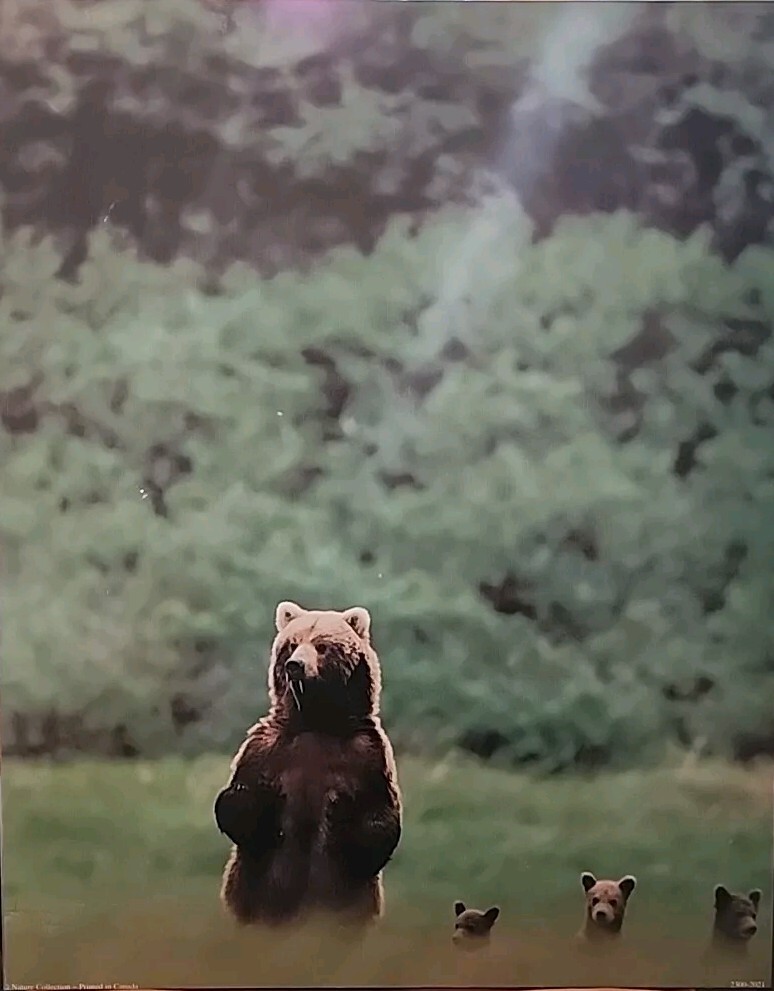 Bear Print Two Small Flaws See Photos
