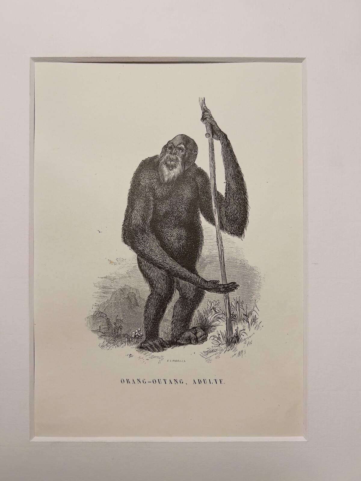ANTIQUE STEEL ENGRAVING MONKEY GIBBON ORANG – OUTANG CHIMPANZEE AFRICA 1858 NATURE