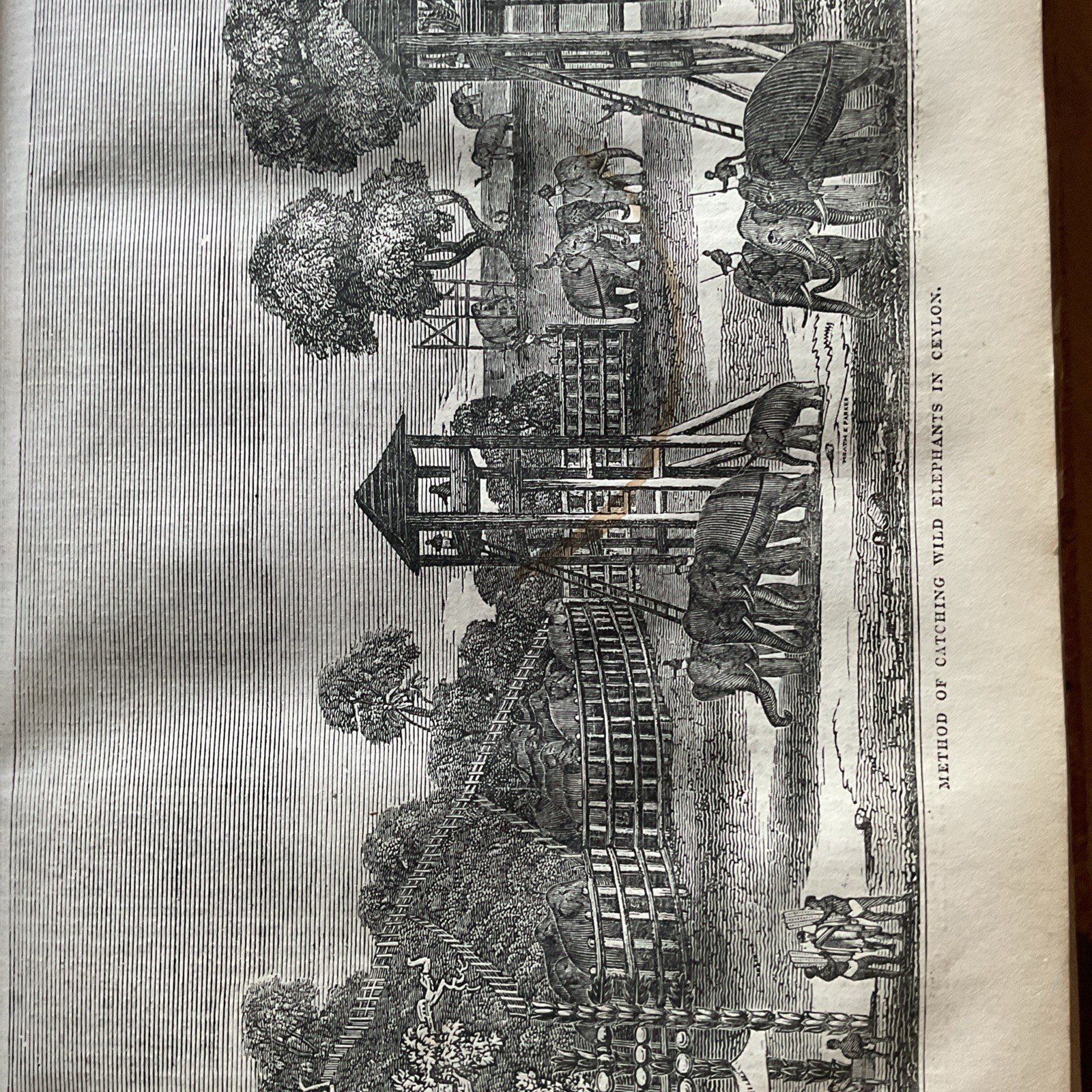 Antique Print 1835 CEYLON – catching elephants + article x 2. Sri Lanka