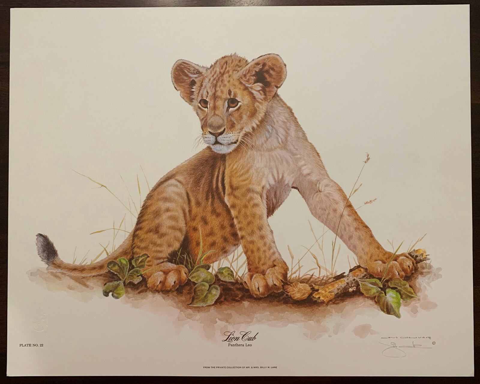 American Wildlife Artist Jim Oliver Signed Lion Cub 16×20 Art Print Litho Nature