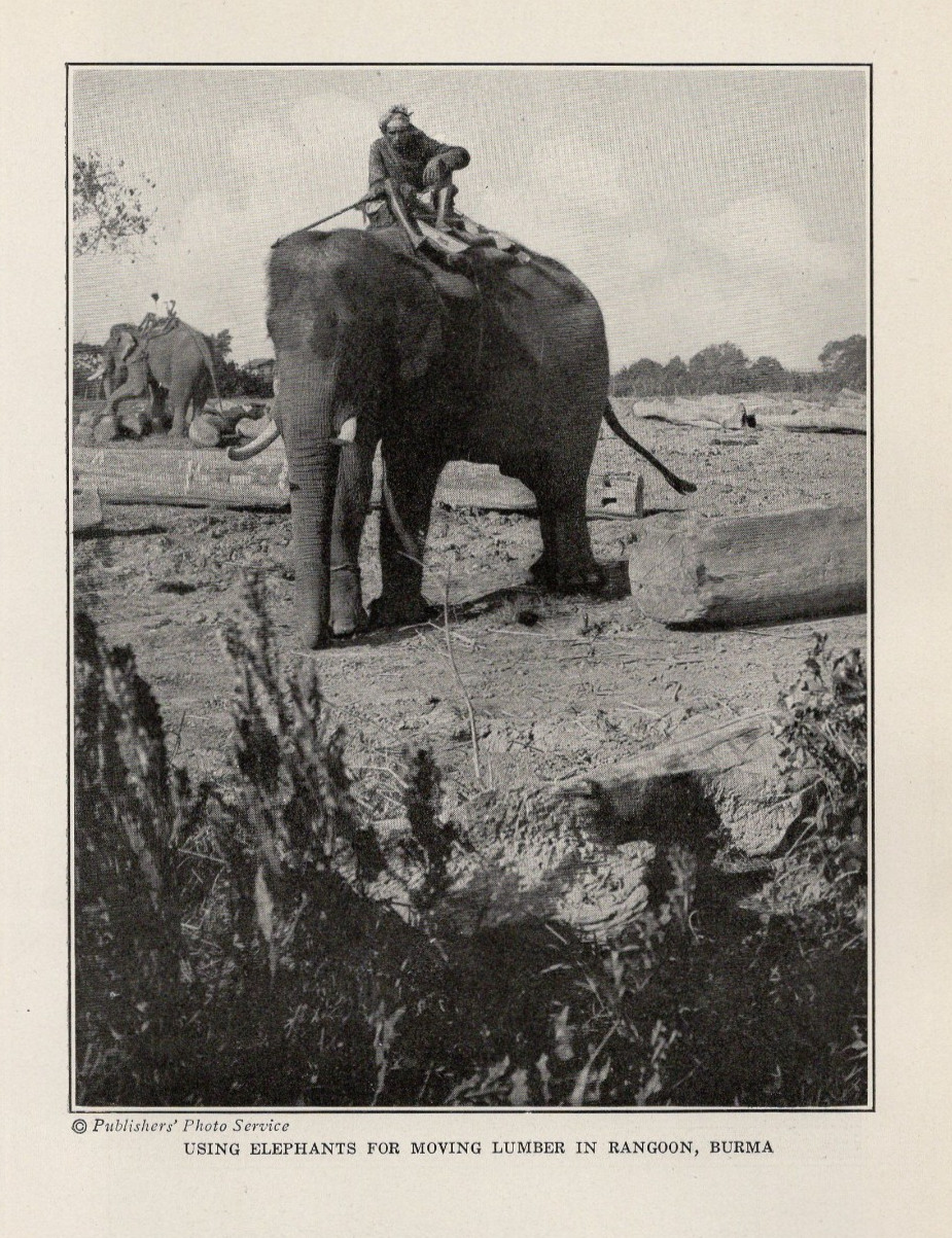 Canadian Bison & Burmese Logging Elephant 1921 Original Antique Print