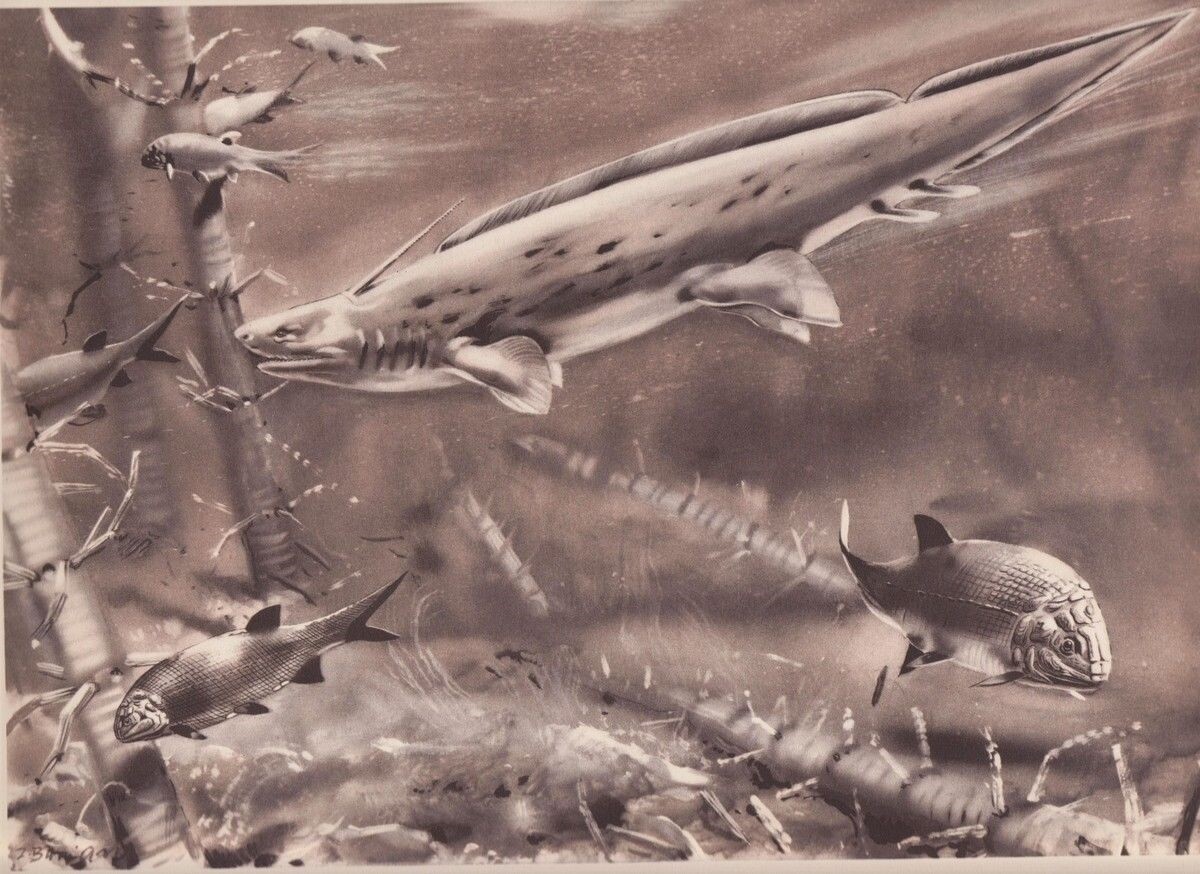 Prehistoric Shark PLEURACANTHUS AND AMBLYPTERUS Sepia Print Z Burian 1963 9×13″
