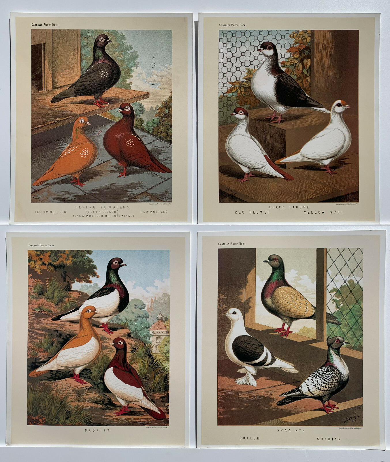 Cassells Pigeon Book Reproduction Prints, Set Of 4