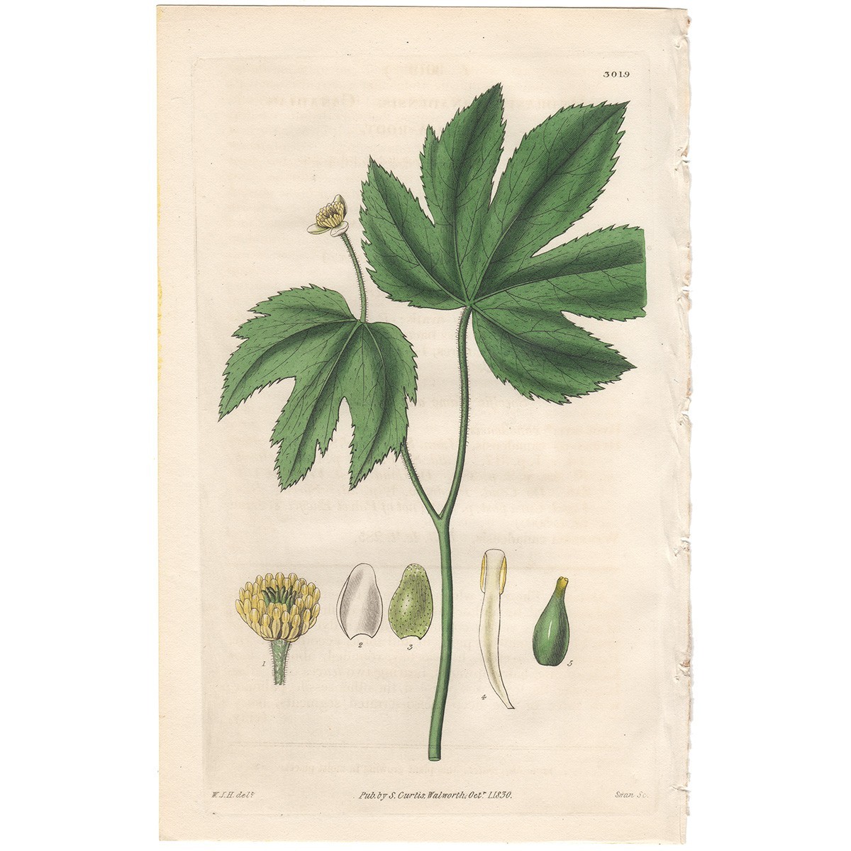 Curtis Botanical Magazine 1830 hand-colored engraving 3019 Canadian Yellow-root