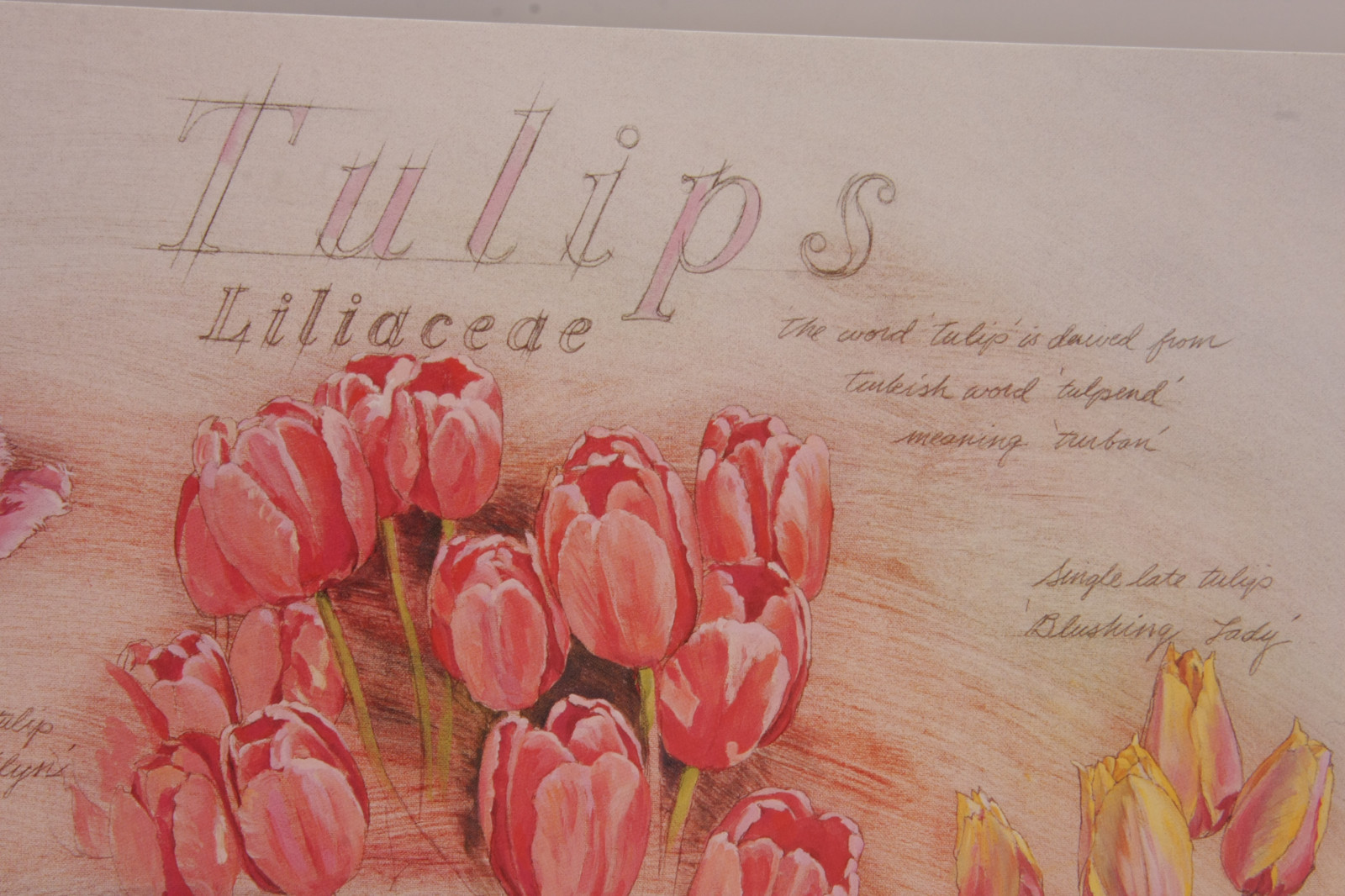 Tulips Liliaceae Pink White Composite – 8×10″ Applejack – Printed USA – NEW