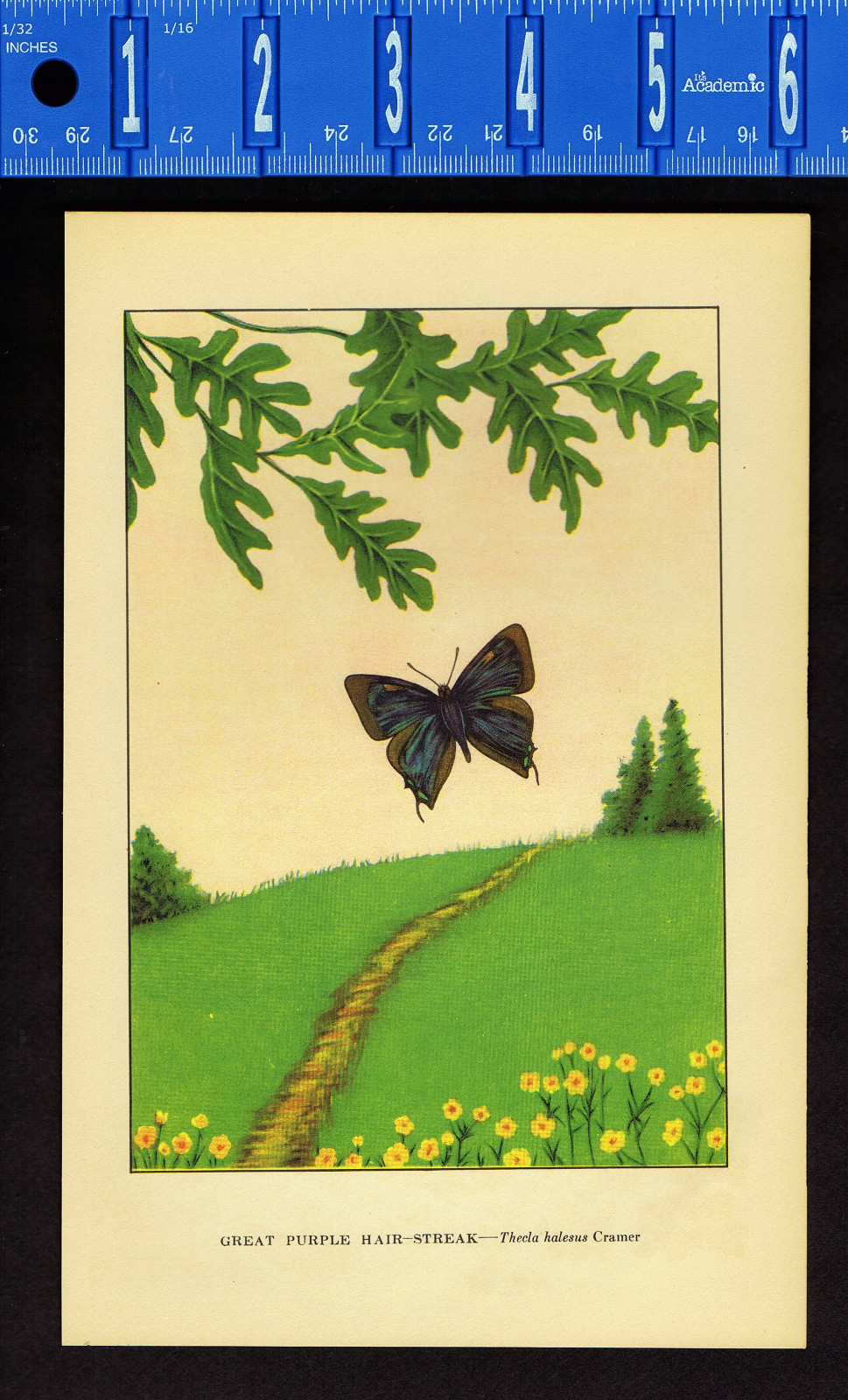 BUTTERFLIES: Great Purple Hair Streak & Comstock Gray Hair-Streak Color Print