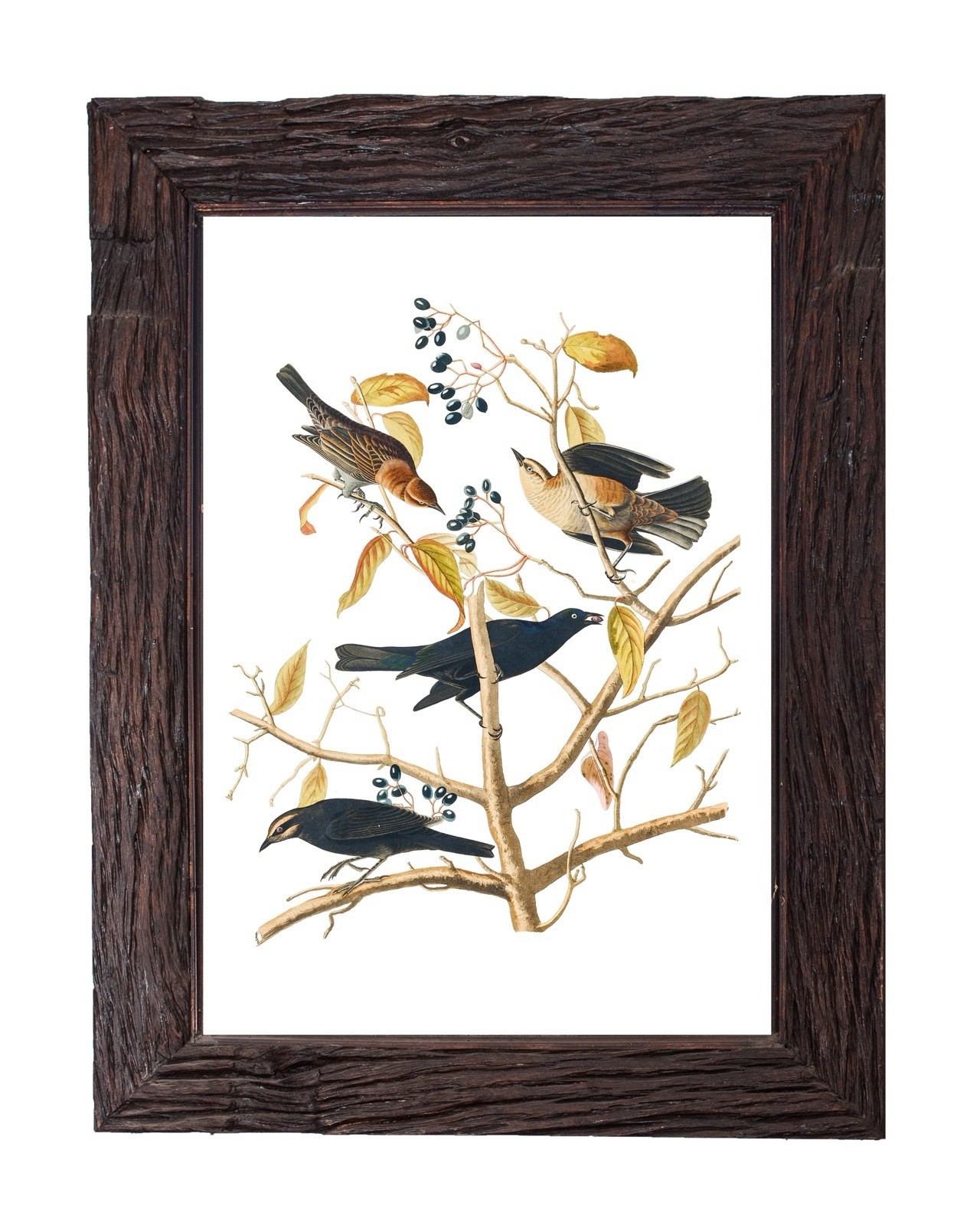 Vintage Myzomela Starling Bird Art Print Audubon Illustration 5×7 Retro Decor