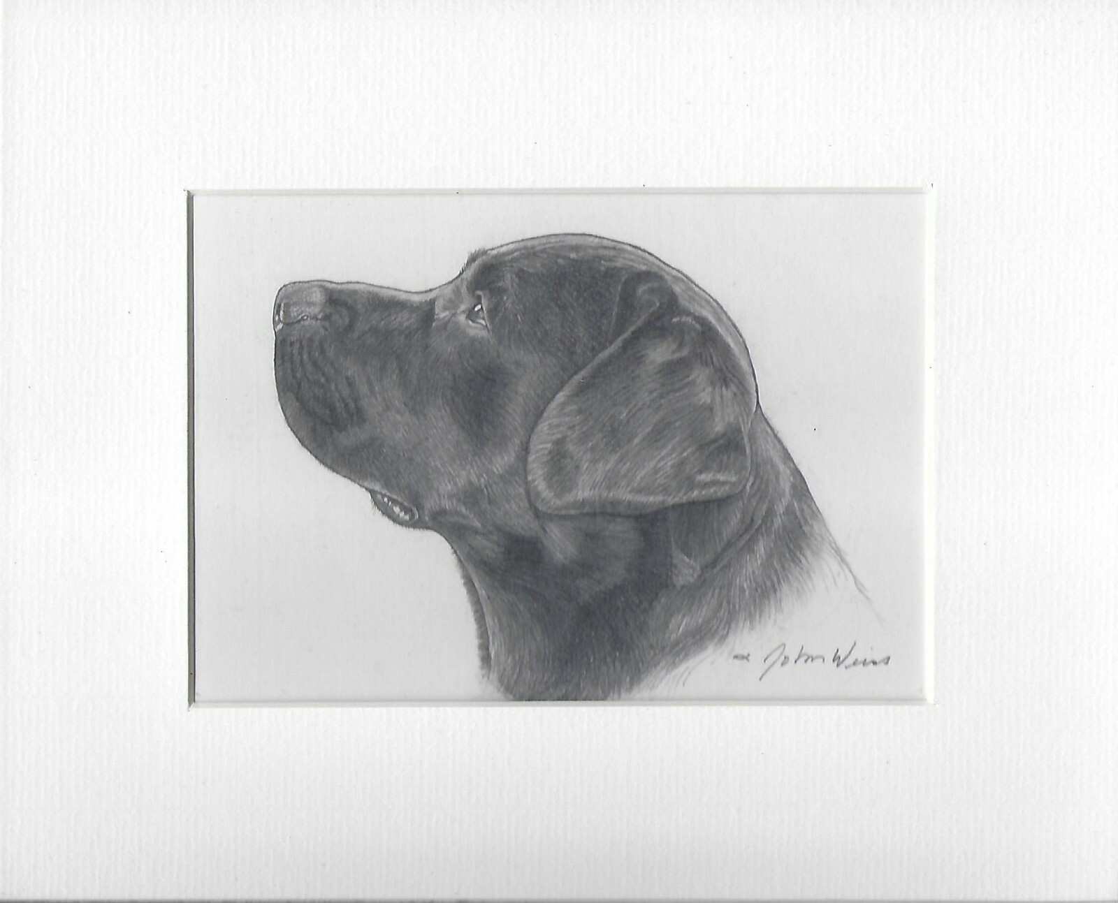 John Weiss, BLACK LAB PROFILE, Original Pencil Drawing