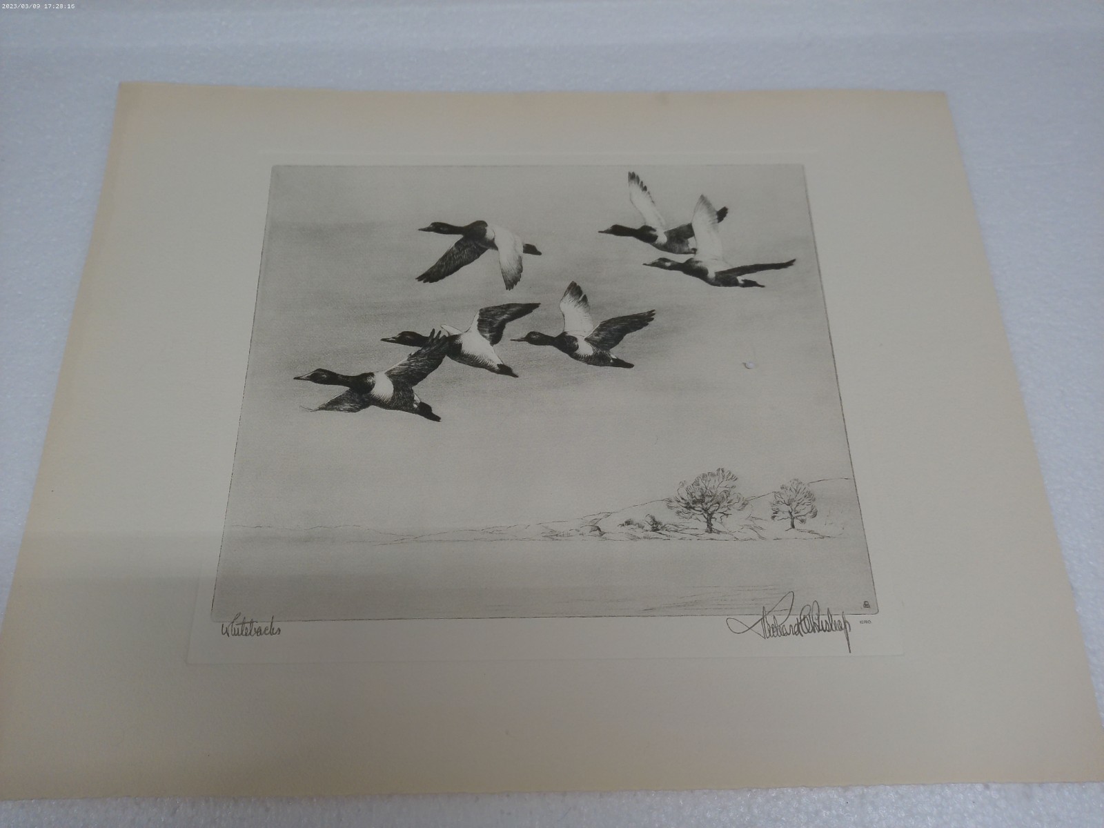 Richard E Bishop “Whitebacks” Duck Etching Print Tallo-Chrome 16×12