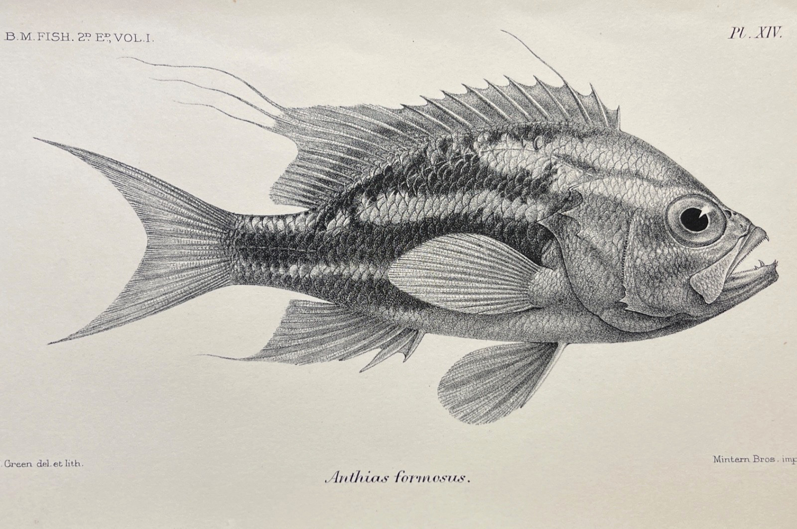 Antique Fish Print Zoological Illustration Plate The Grunt Anthias