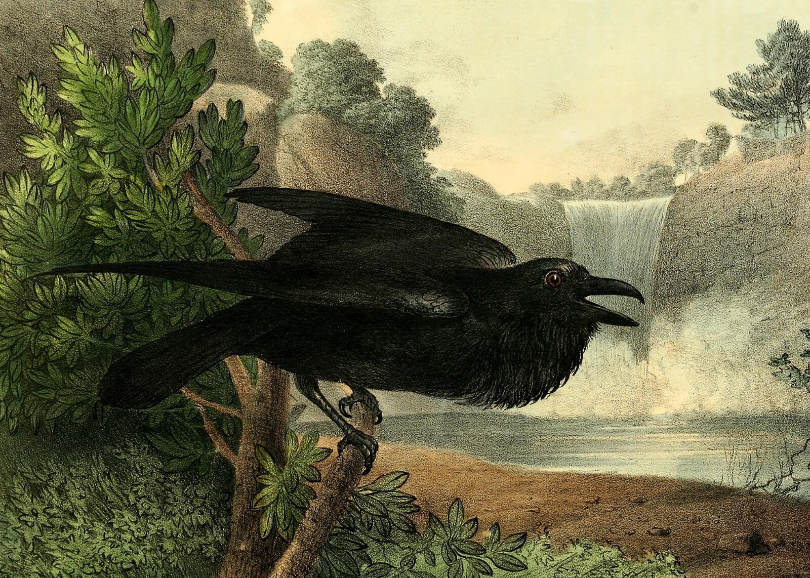 Beautiful Black RAVEN Bird – Vintage Art Image from 1830 – 5 x 7 inch Print