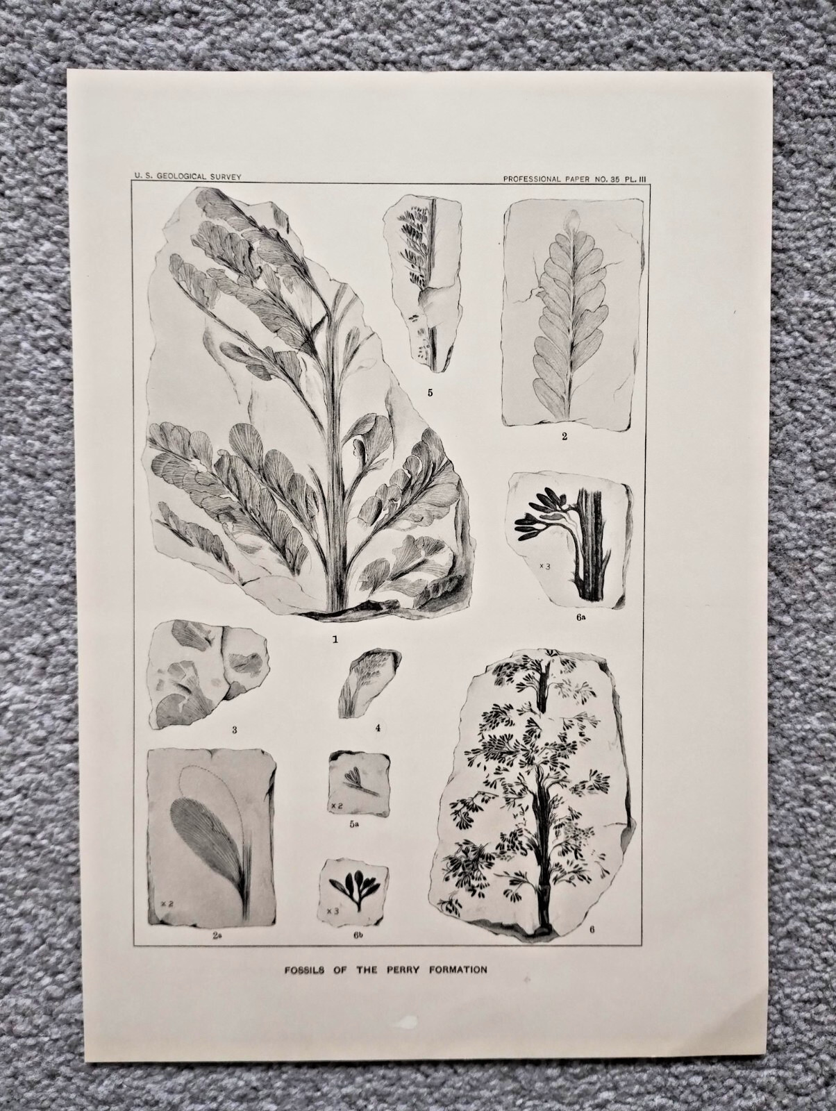 Fossils of the Perry Formation, Maine, USA – Antique Print – 1906