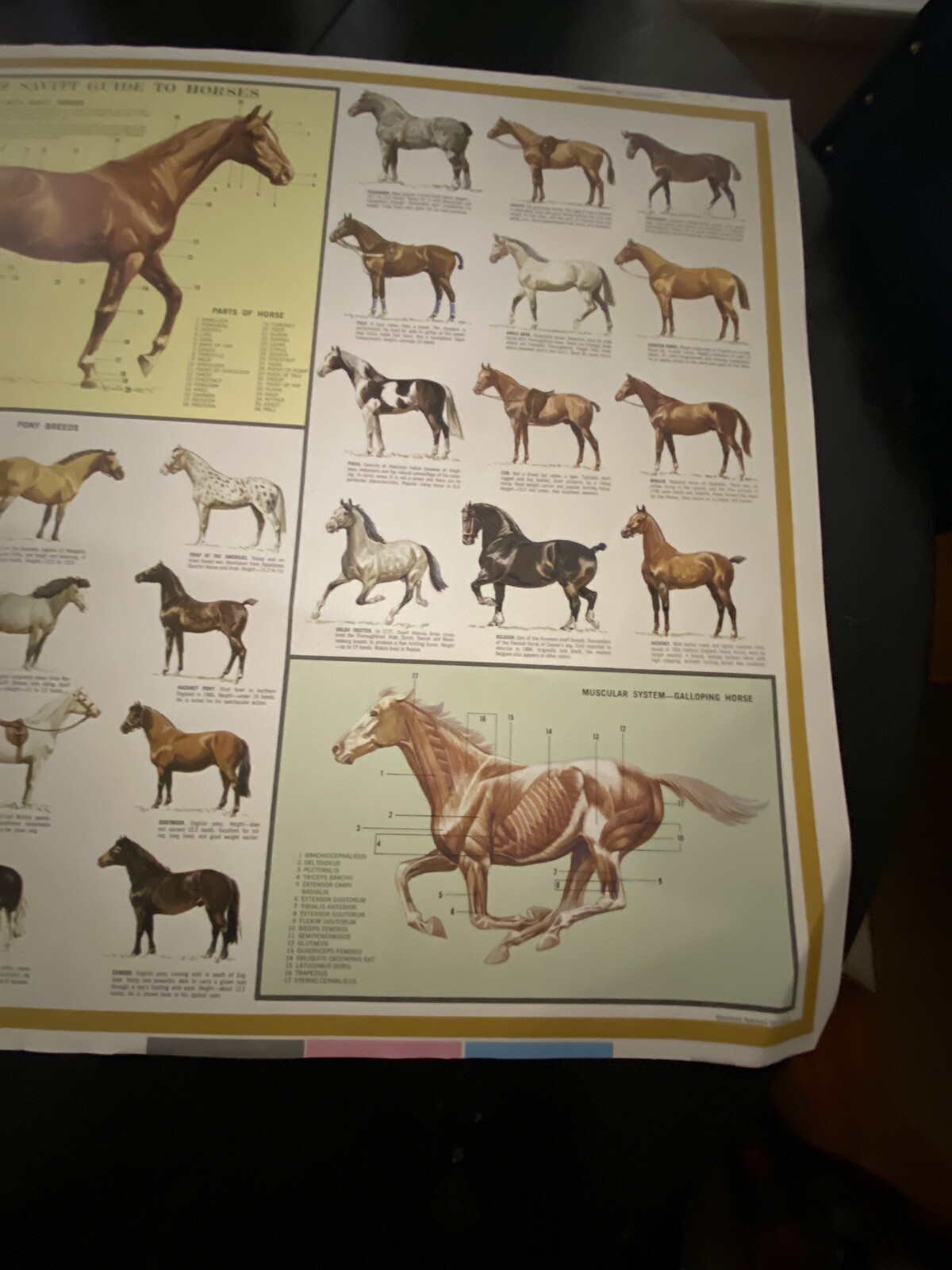 Rare 1963 Sam Savitt Guide To Horses Color Bar Proof Poster Print 35” x 23 1/2”