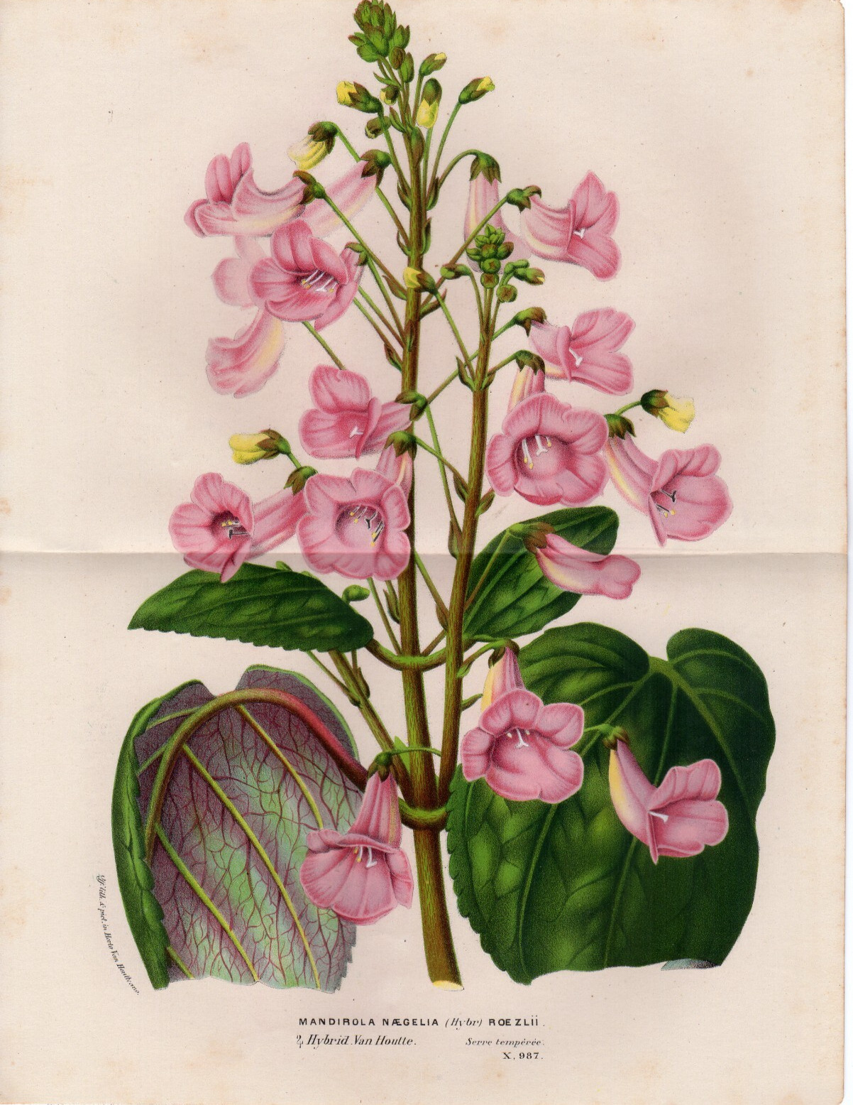 c. 1850’s van Houtte Antique botanical print: Mandirola Naegelia, flower, decor