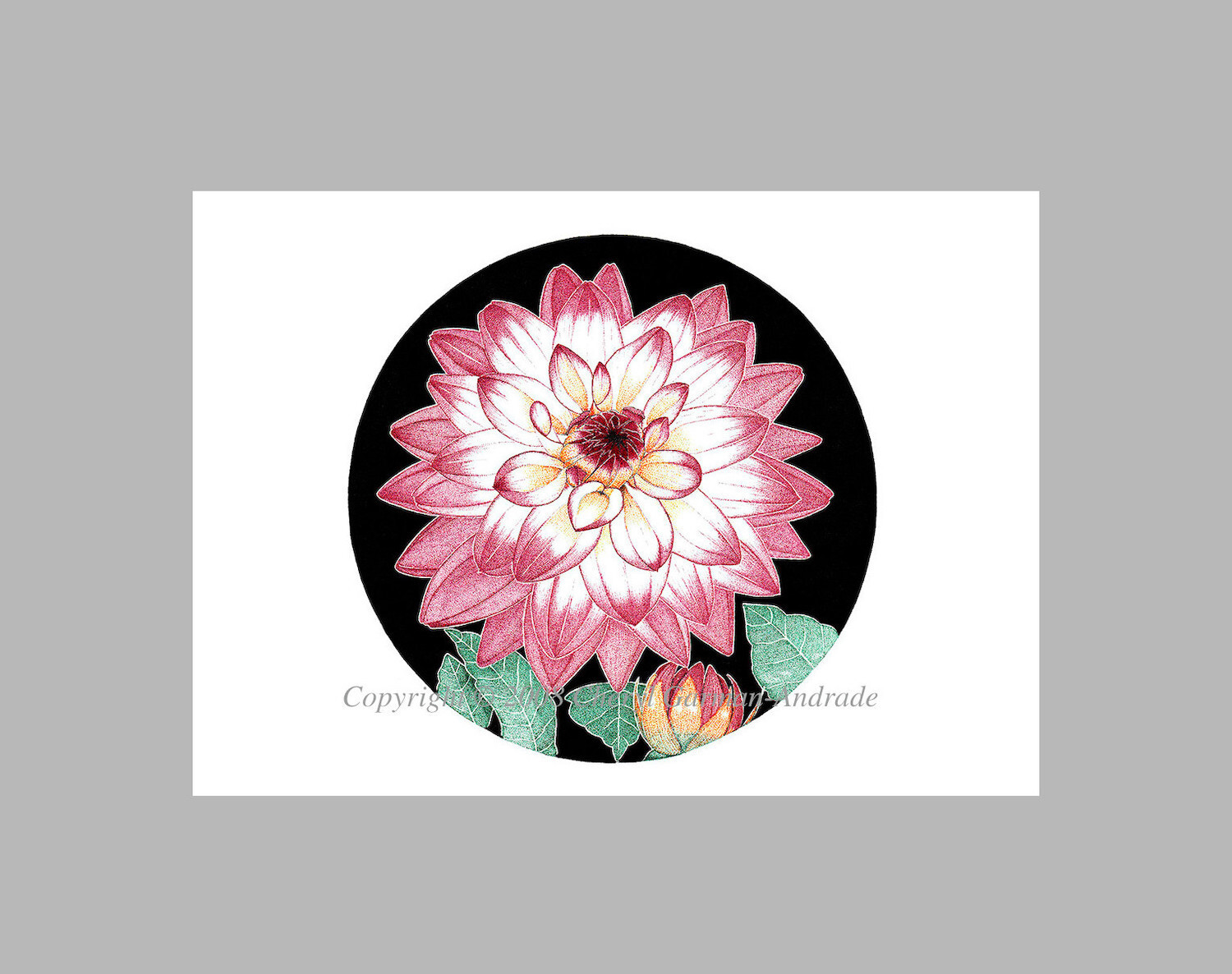 ACEO Limited Edition Print Dahlia Flowers Ink Pointillism by Cheryl Andrade