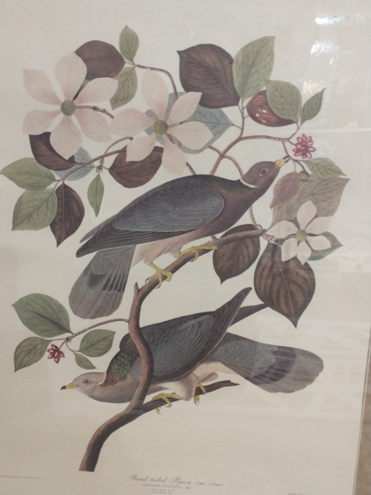 Vintage Band-Tailed Pigeon Plate 367 J J Audubon #74 Framed And Matted