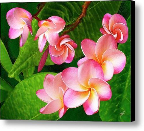 Pink Plumeria Frangipani Large Hawaiian Tropical Stretched Canvas Print Wall Art