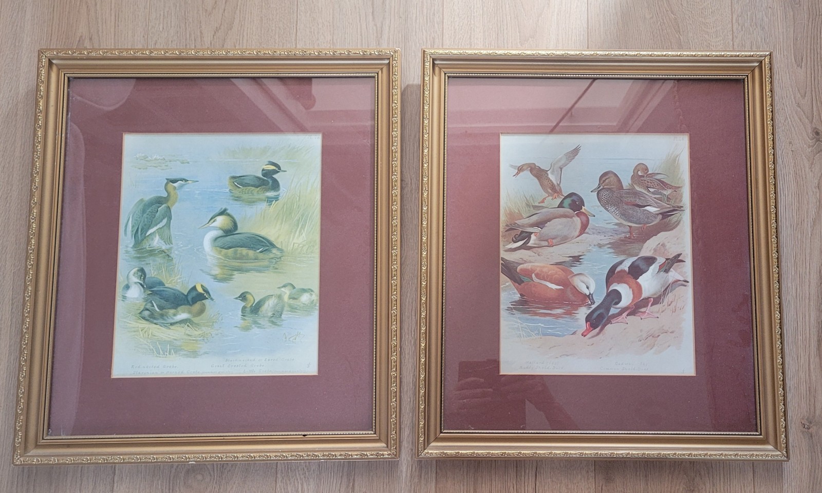 Pair Antique 1915 Archibald Thorburn Framed Prints Ducks Grebes British Birds