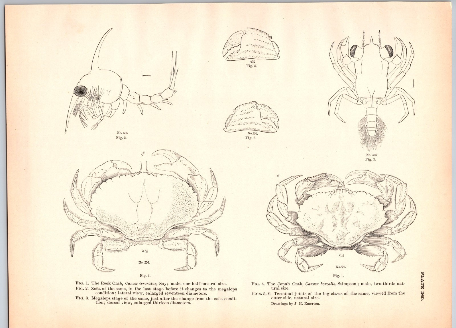 1884 Fish Print, Rock Crab, Jonah Crab, Vintage Print