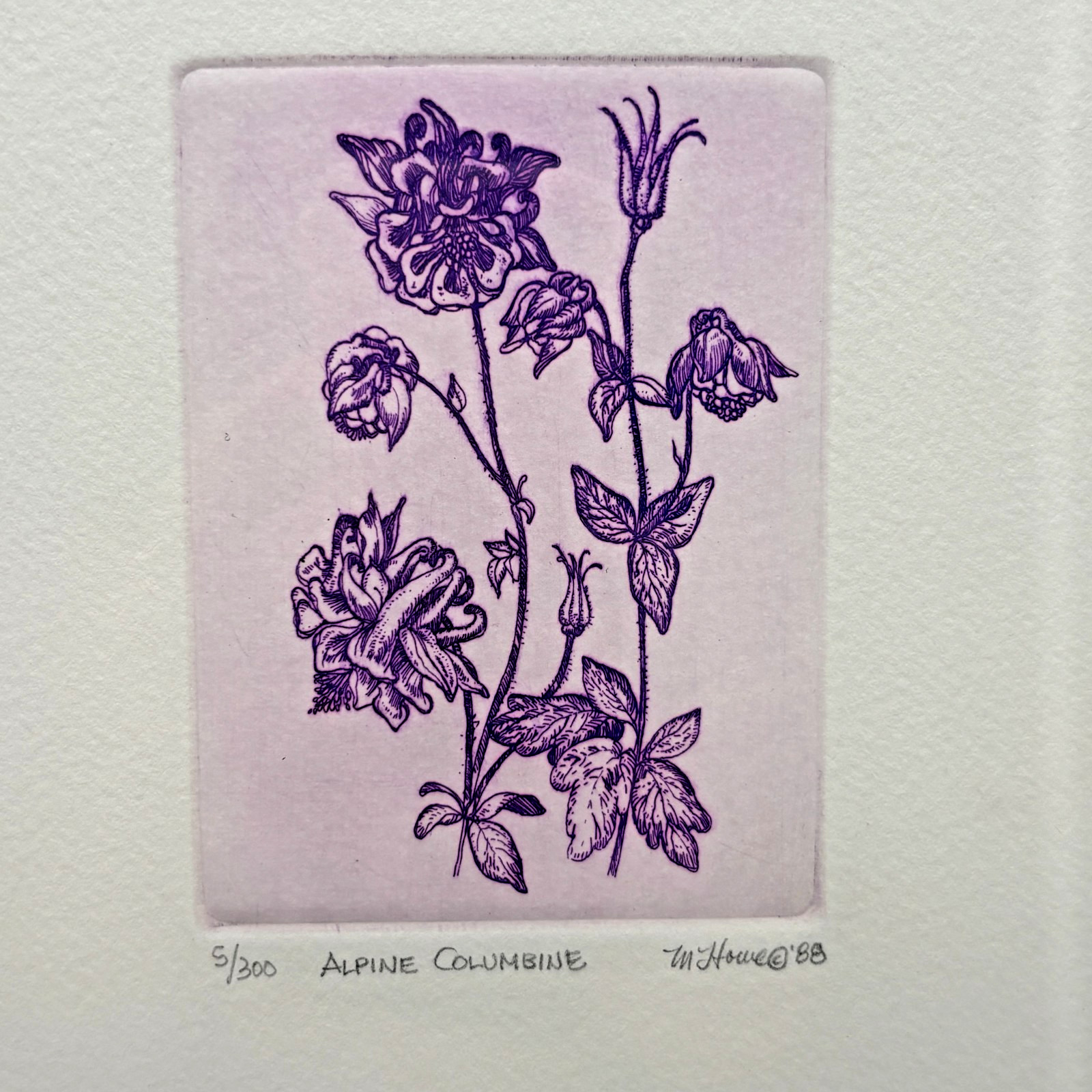 Marsha K Howe Vintage Signed Etching Alpine Columbine Ltd 5/300 Sealed 1988