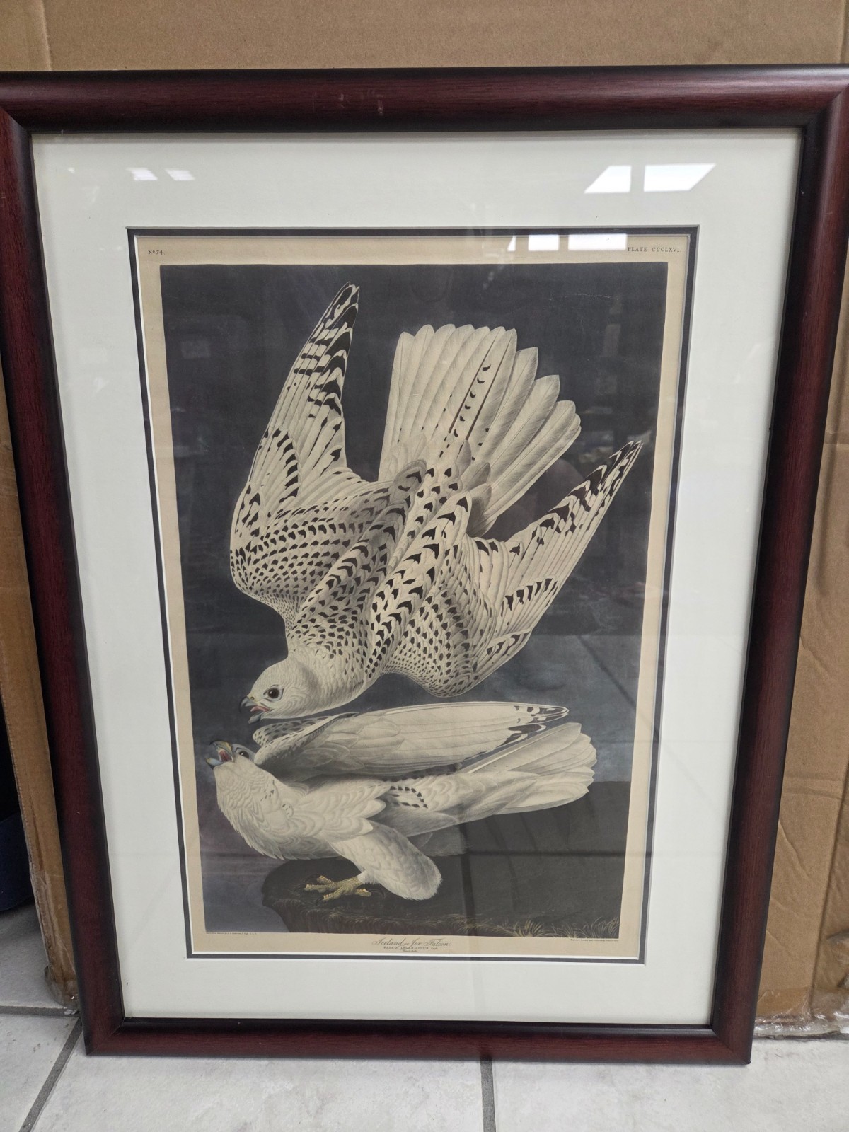J.J. Audubon Iceland or Jer Falcon, No.74 Double Mat Framed, PA6538CD