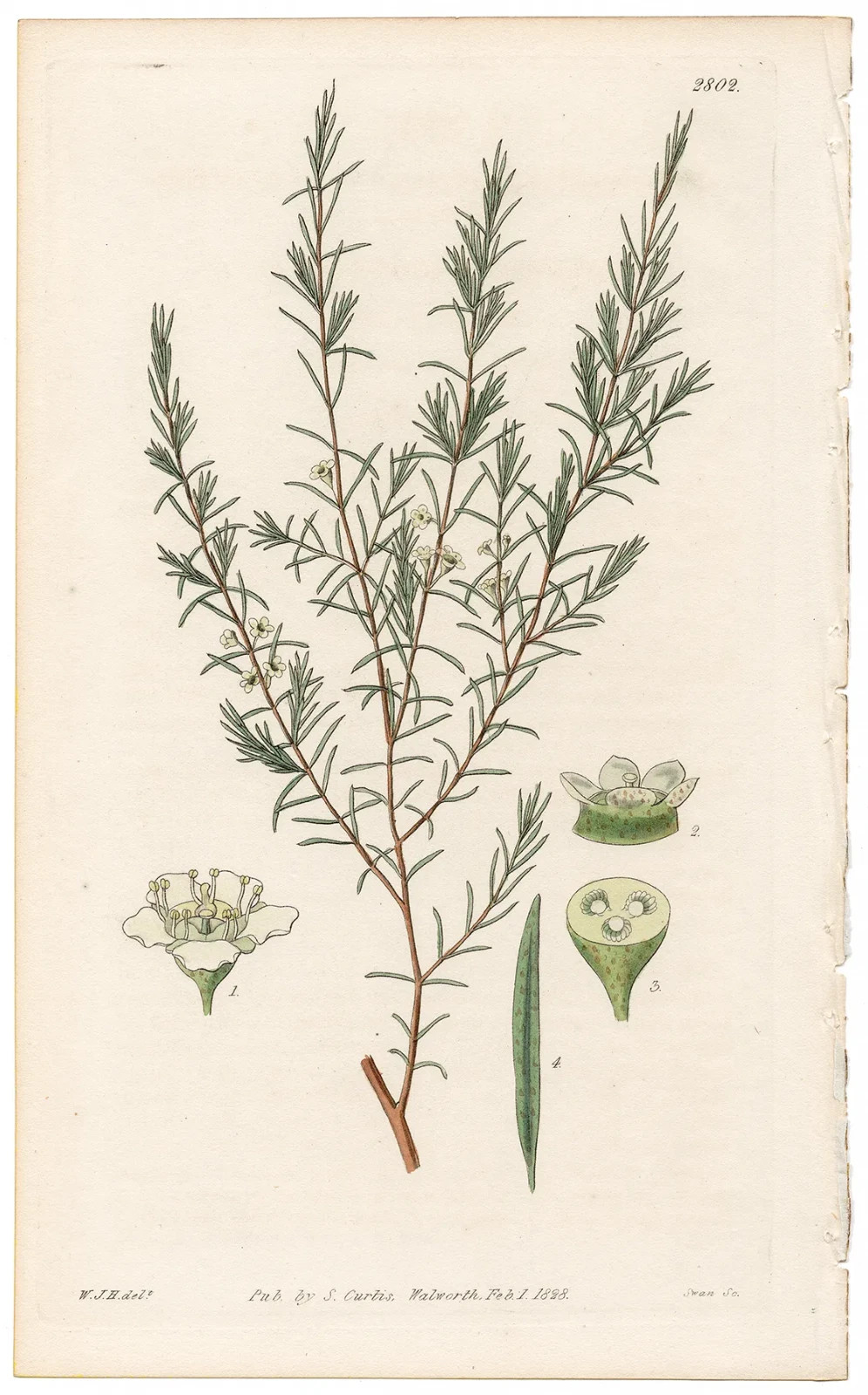 Curtis Botanical Magazine 1827 hand-colored engraving 2802 Chinese Baeckia