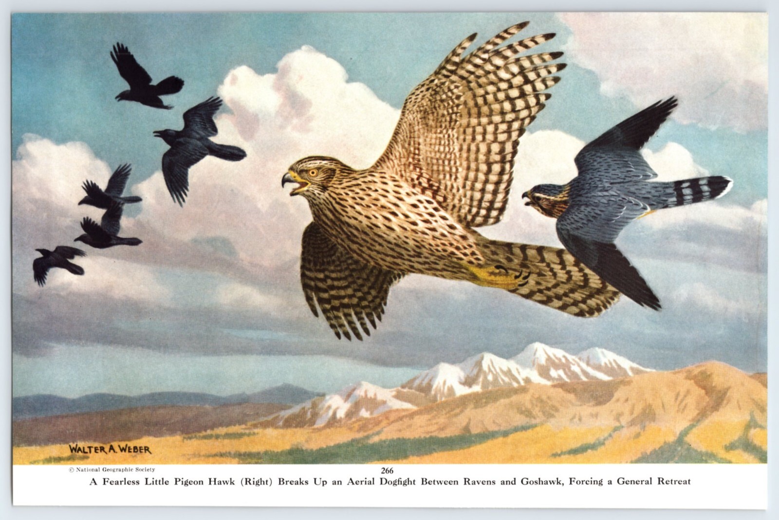 PIGEON HAWK / PLUMP SURFBIRD WALTER WEBER ART Vtg 6.5″X10″ Magazine Page M656