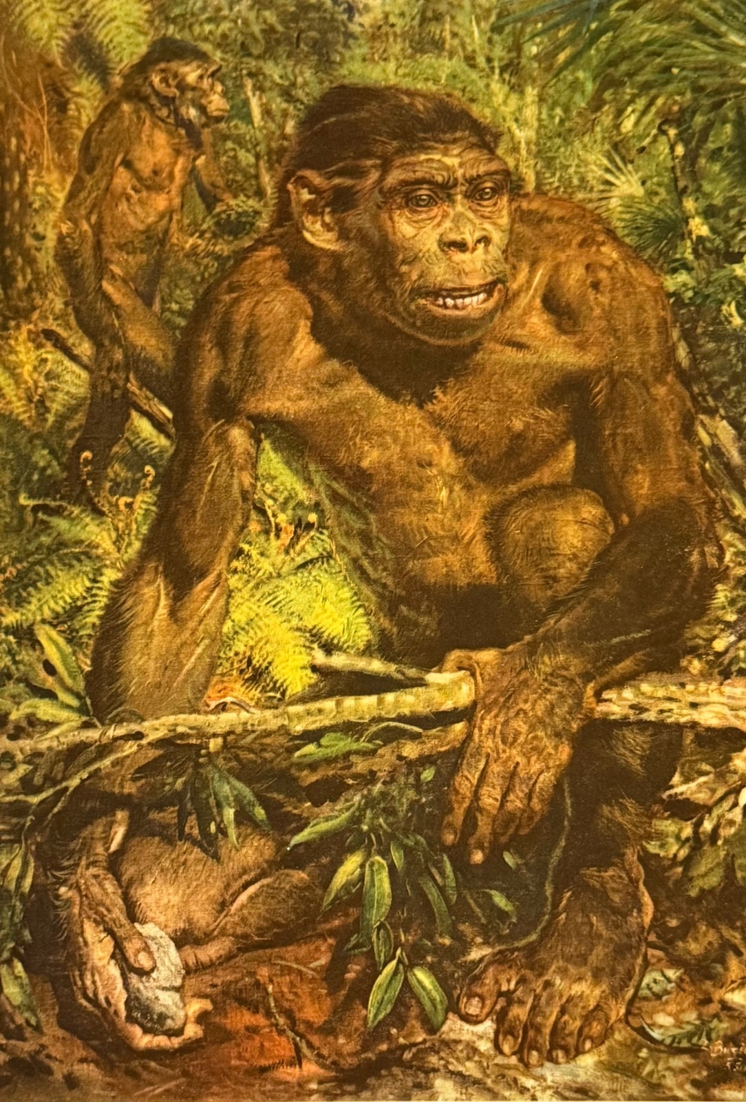 PITHECANTHROPUS or Java Man – Print By Z Burian 1960 VF 9 1/2 x 13 1/4″ sheet