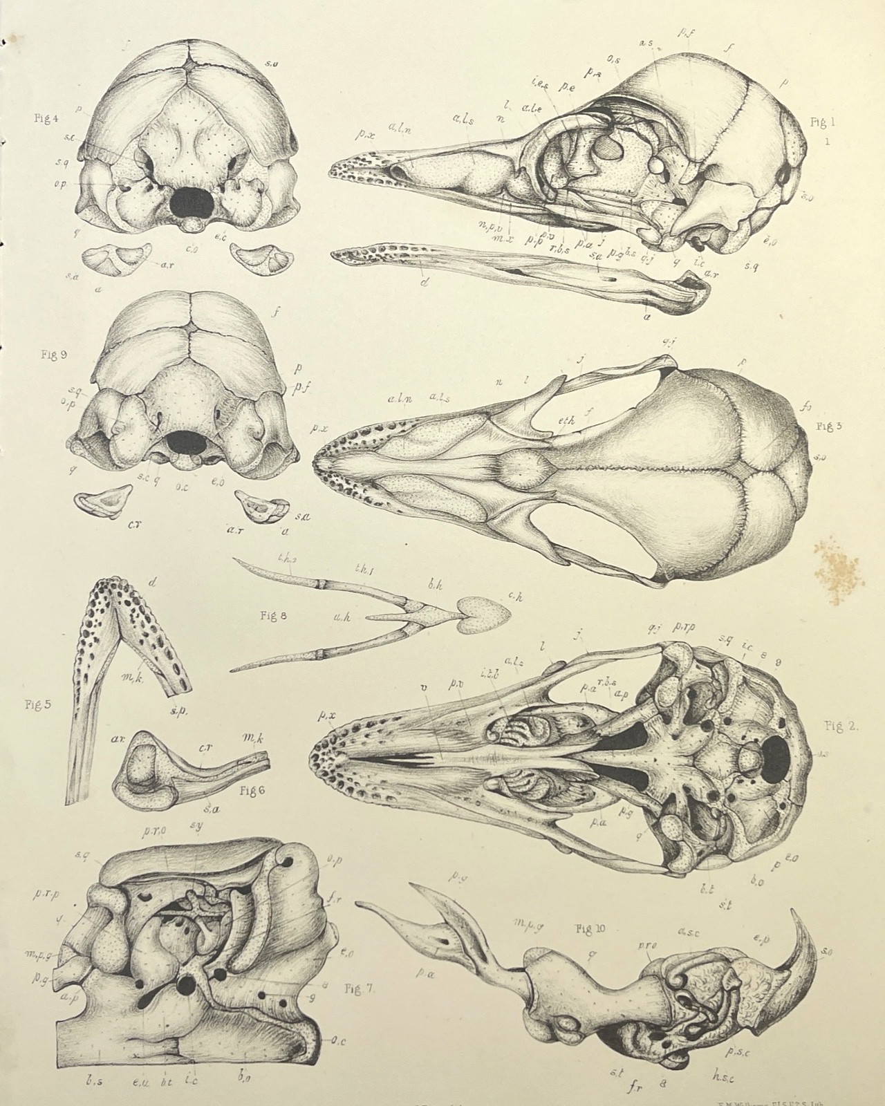 Animal Skull Bones 1866 Antique Print Zoological Illustration Plate