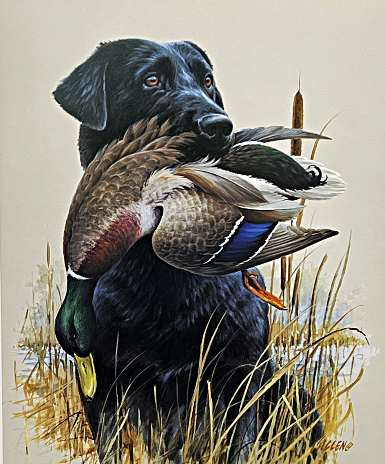 Jim Killen Sporting Dog Art Print In the Marsh Black Lab (15.5″x19″)