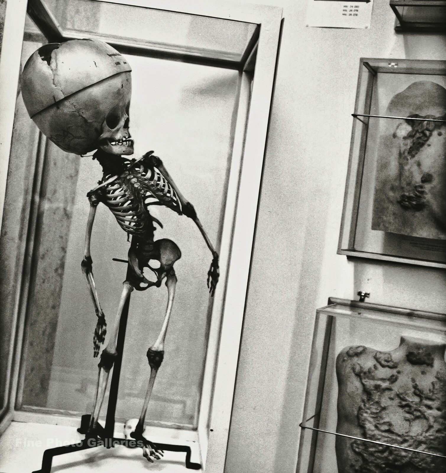 1992 Vintage HELMUT NEWTON Oversized Skull Skeleton Bone Photo Gravure Art 16X20