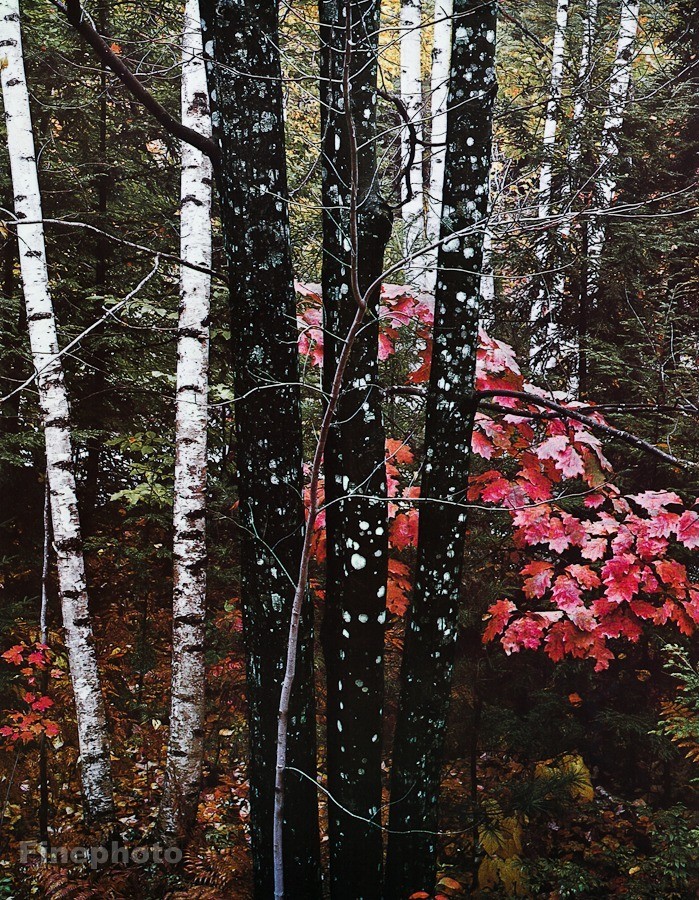 1956 Vintage ELIOT PORTER Forest Birch Maple Tree Fall Foliage KROMEKOTE Art