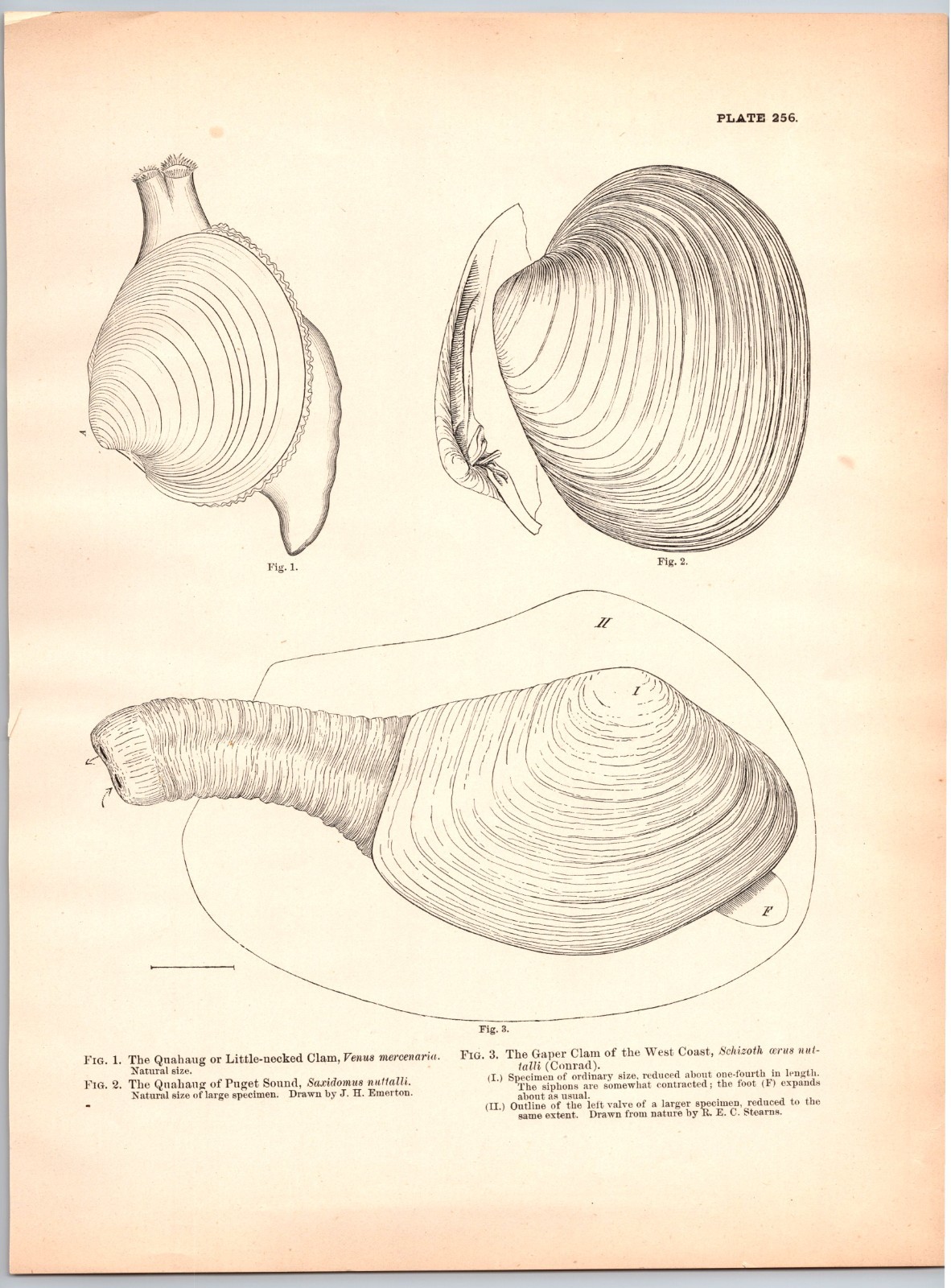 1884 Fish Print, Little Necked Clam, Gaper Clam, Quahang Clam, Vintage Print