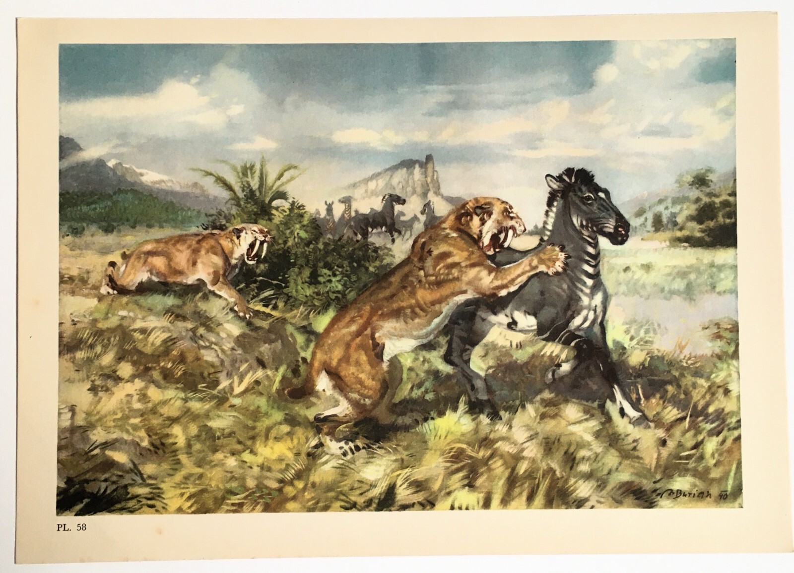 HORSE & SABRE TOOTHED CAT Extinct Animal, Vintage 1960s Colour Print – Burian