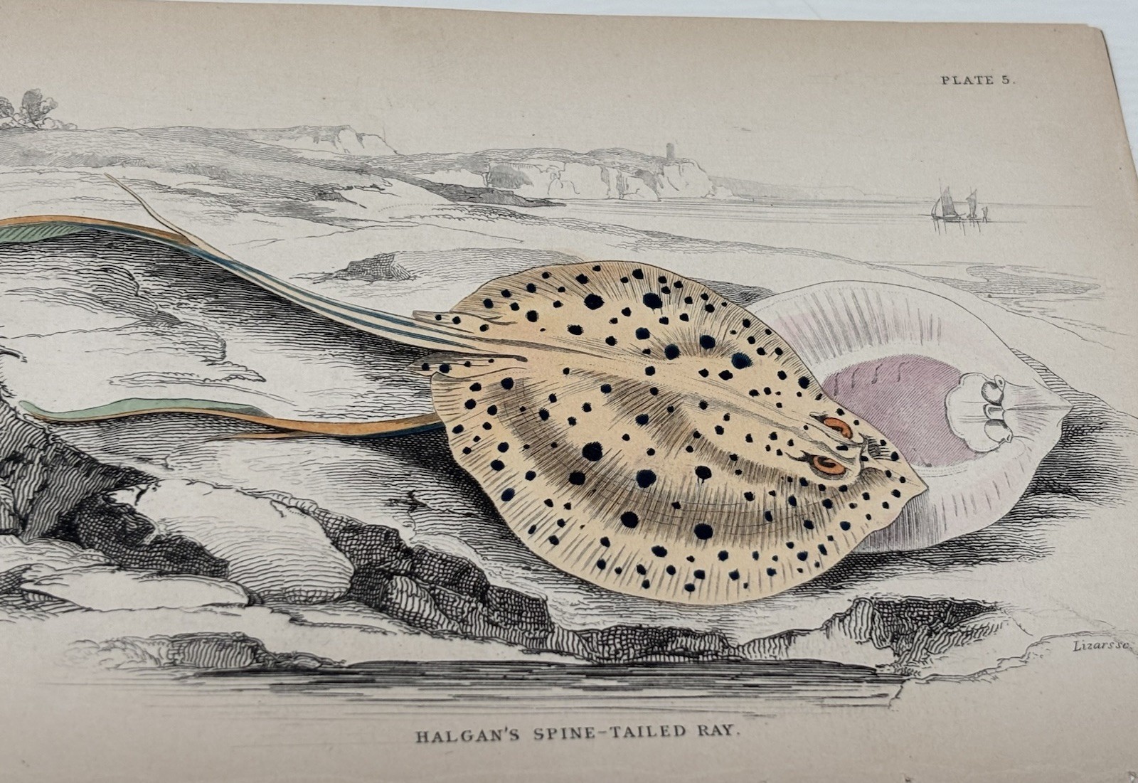 Antique Jardine/Lizars hand colored engraving fish print “Halgan’s…”