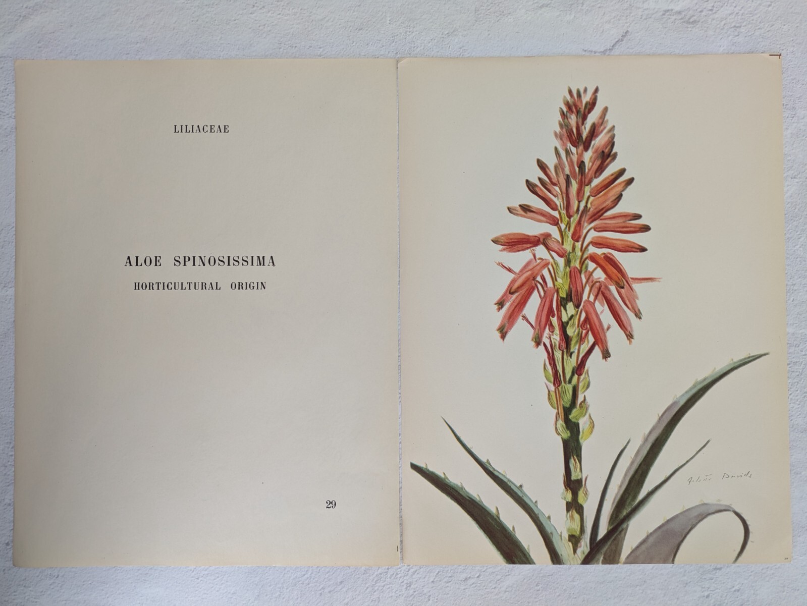 1948 Aloe Spinosossima Arlette Davids Rock Plants Botanical Print 29