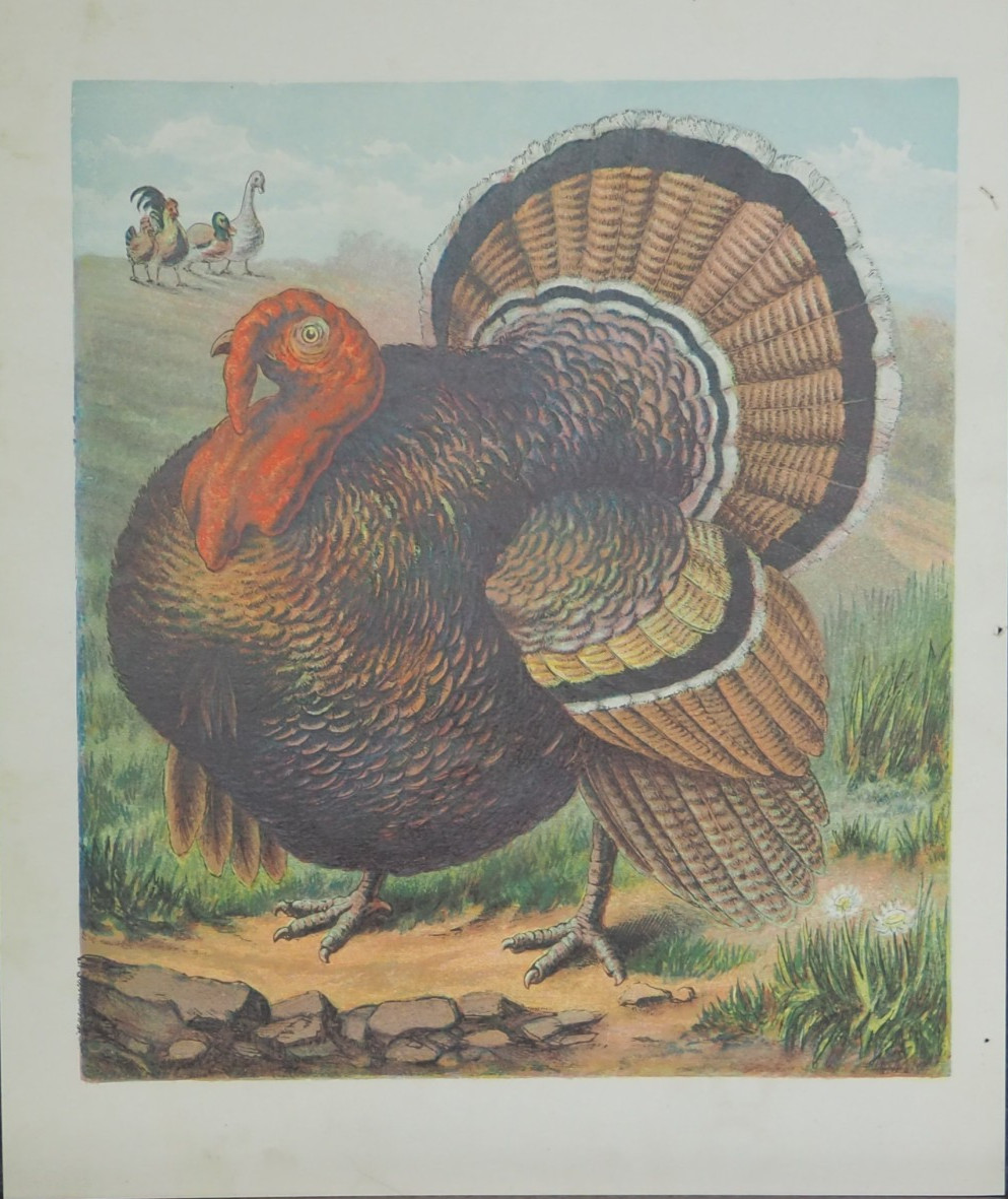 Turkey Bird Antique Bird Art Print Chromolithograph 1890