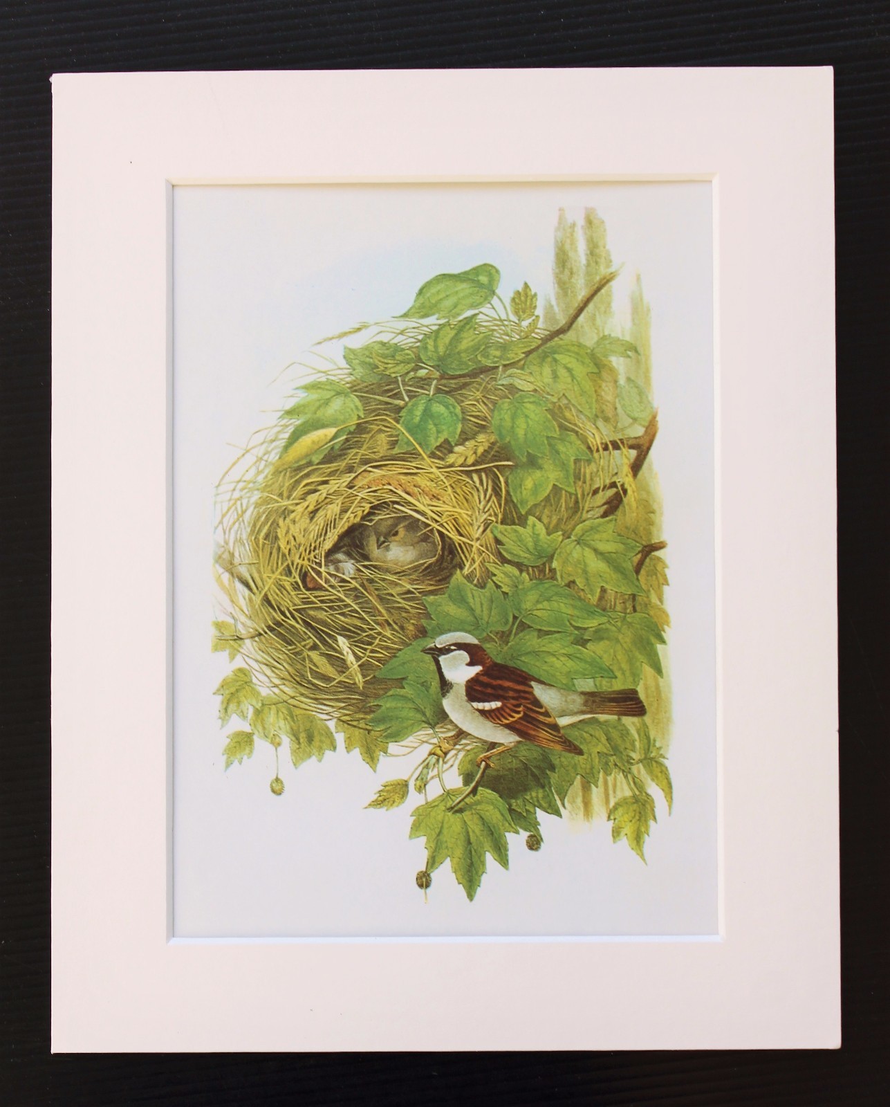 House Sparrow Bird – Mounted Vintage John Gould Print, 1960s Book Plate