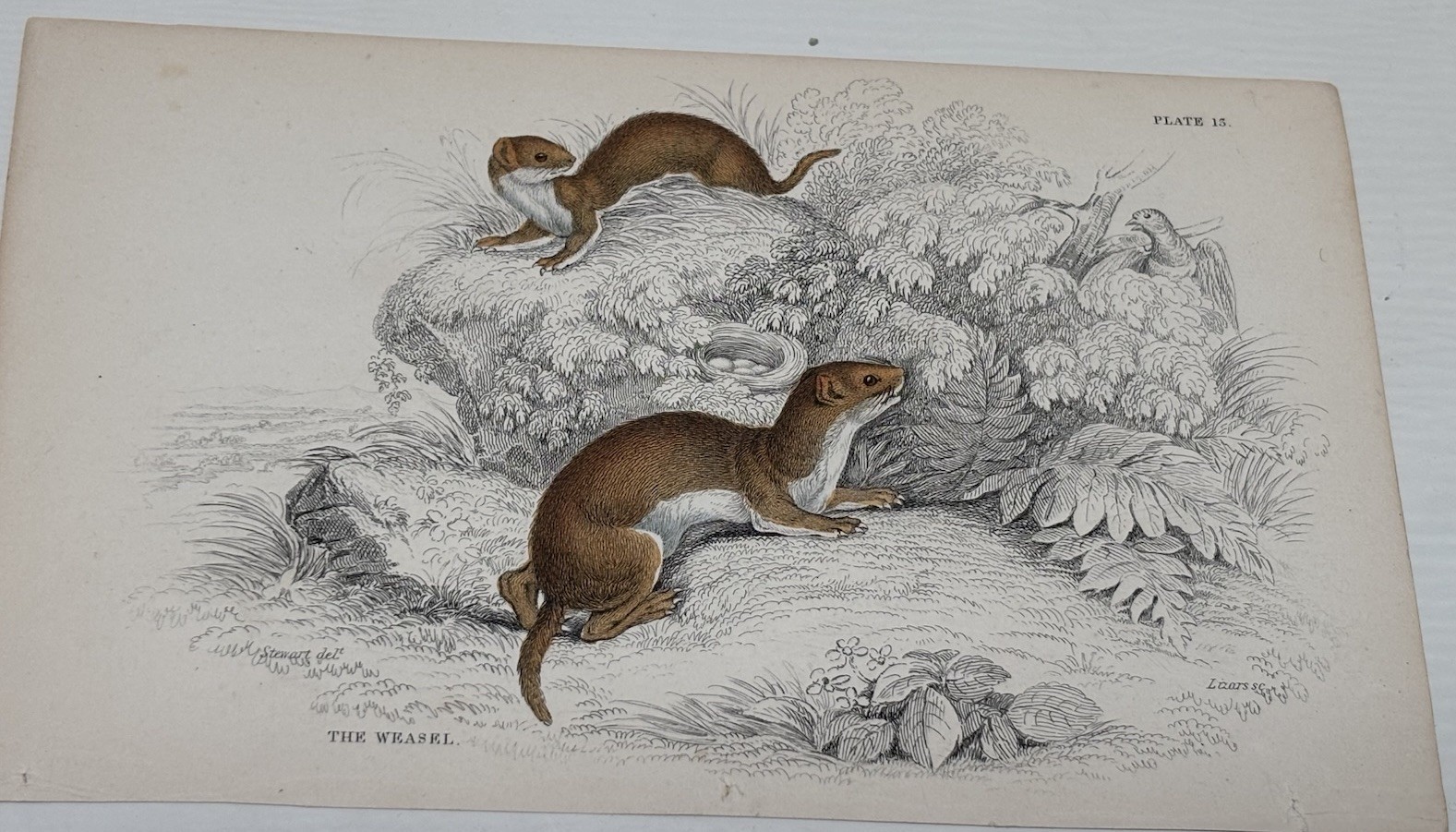 Antique Jardine/Lizars hand colored engraving mammal print “The Weasel”