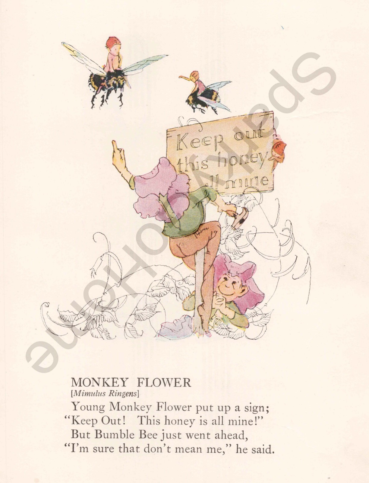 Flower Children Book Illustration Plate 1918 Heal All & Monkey Flower