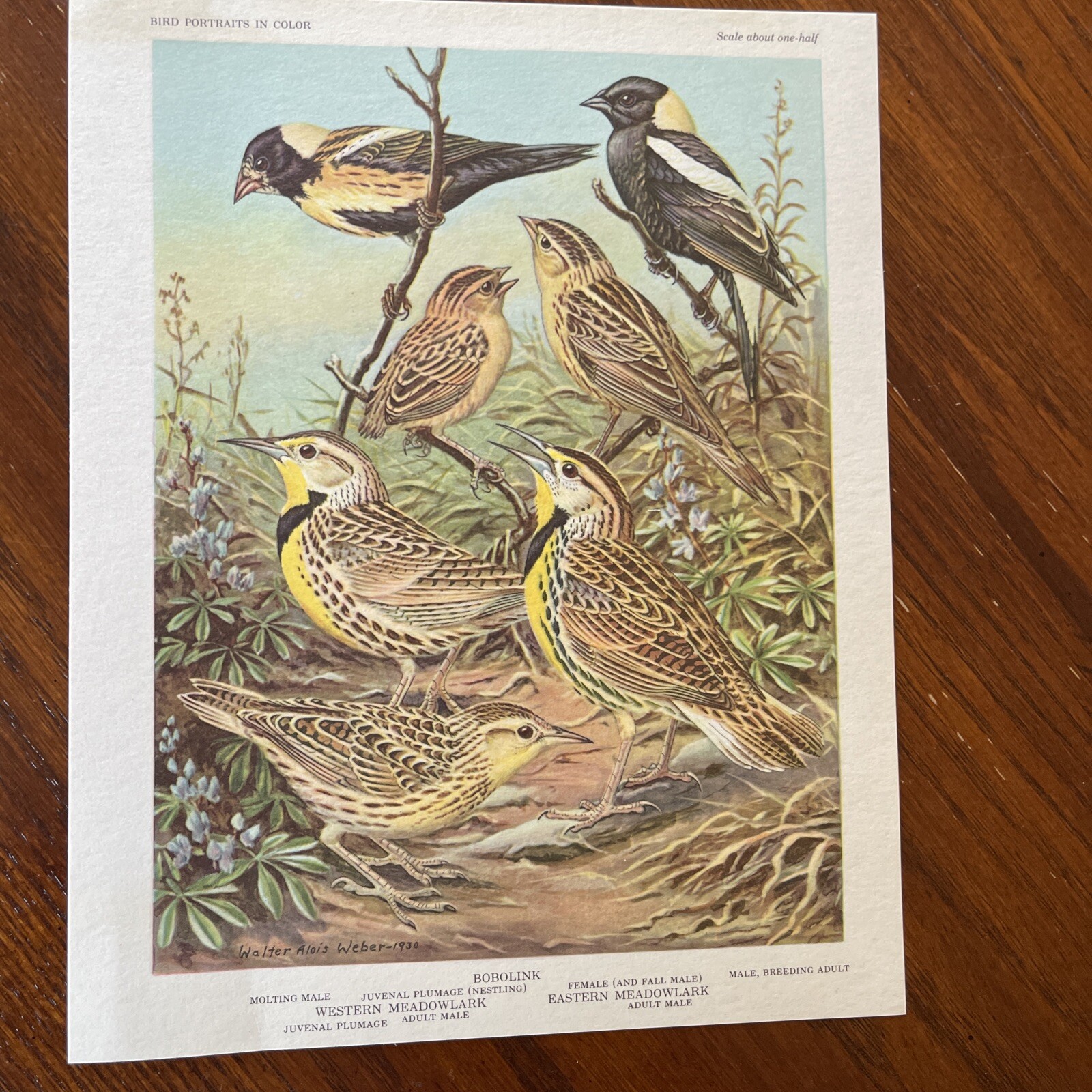Vintage Bird Prints Suitable For Framing & Gift Giving
