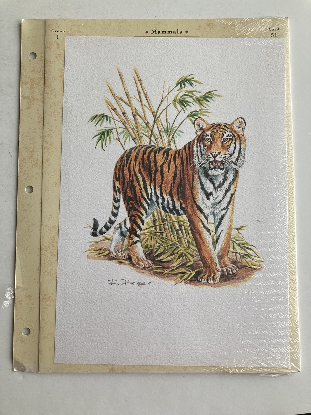 Vintage The Illustrated Animal Library Mammals Group 1 Card 51 Tiger Art Print
