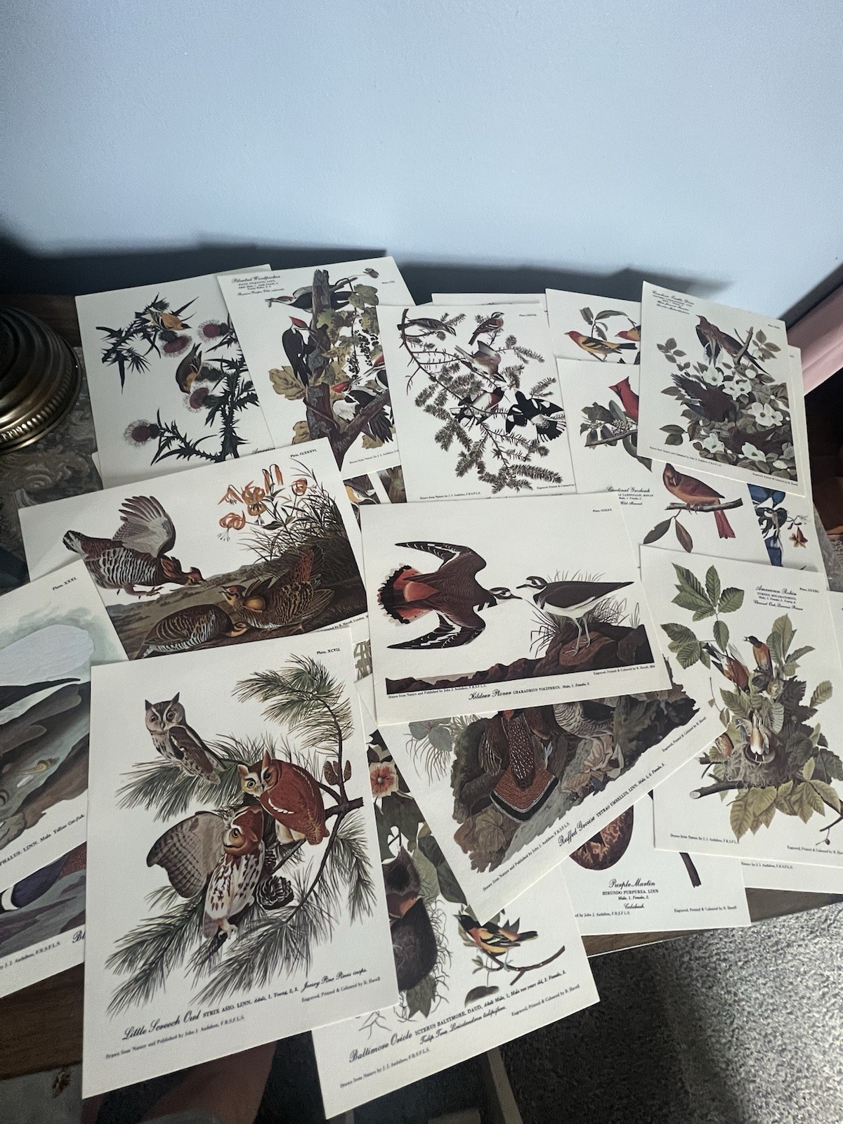 24pc Audubon Bird Lithographs