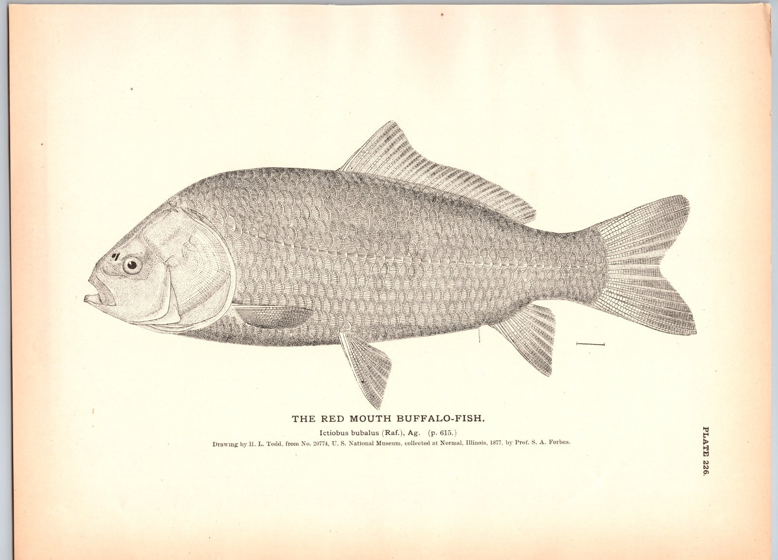 1884 Fish Print, The Red Mouth Buffalo Fish, Vintage Print
