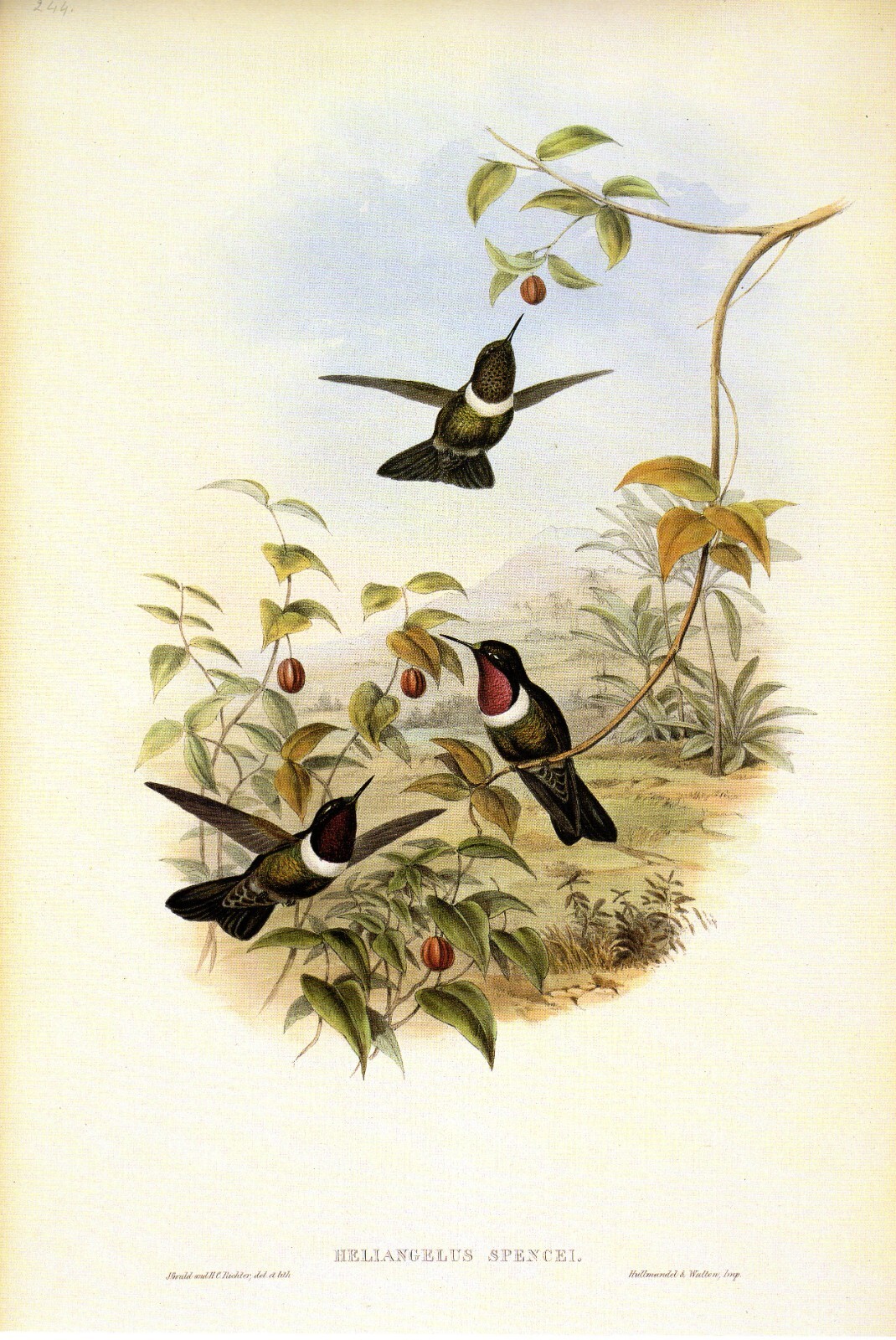 1990 Vintage HUMMINGBIRD #244 “SPENCE’S SUN ANGEL” GORGEOUS GOULD Art Lithograph