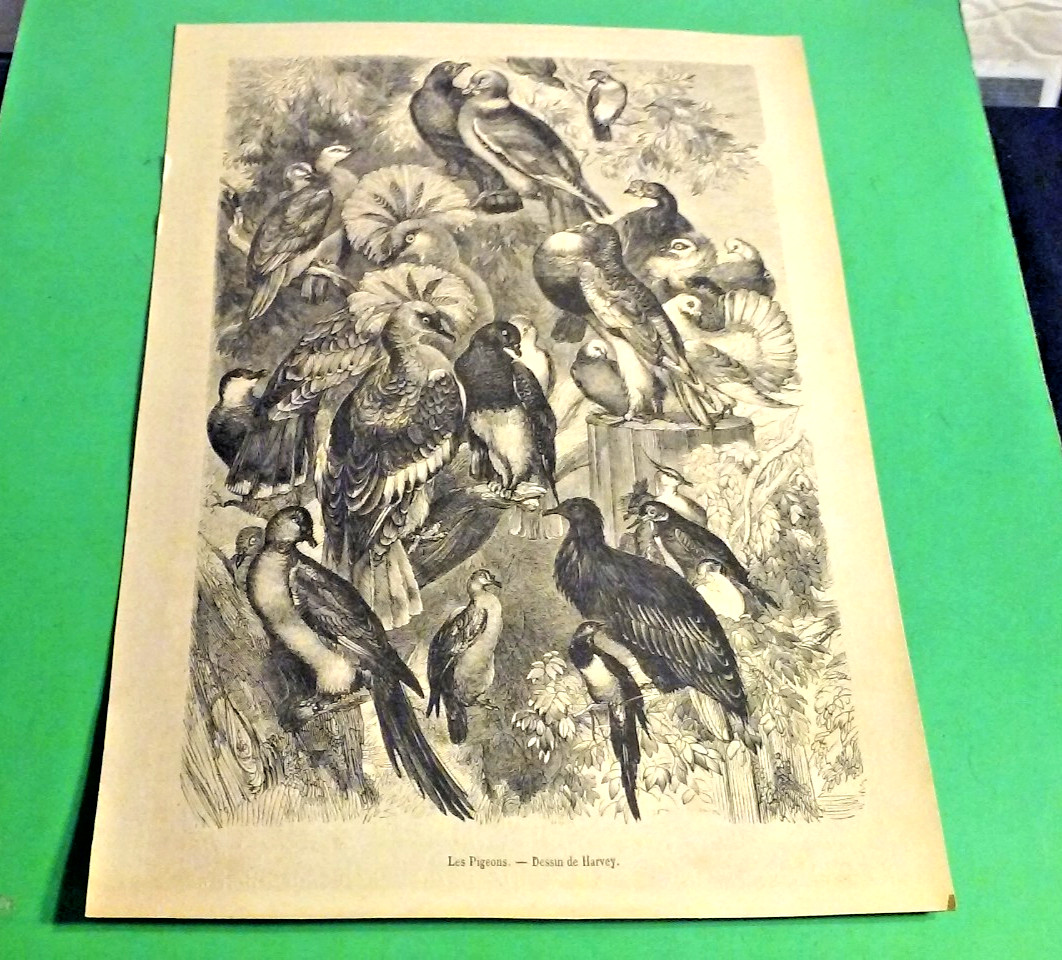 PIGEONS Antique Mid 1870’s Wood Block Engraving French Art Print “Les Pigeons”