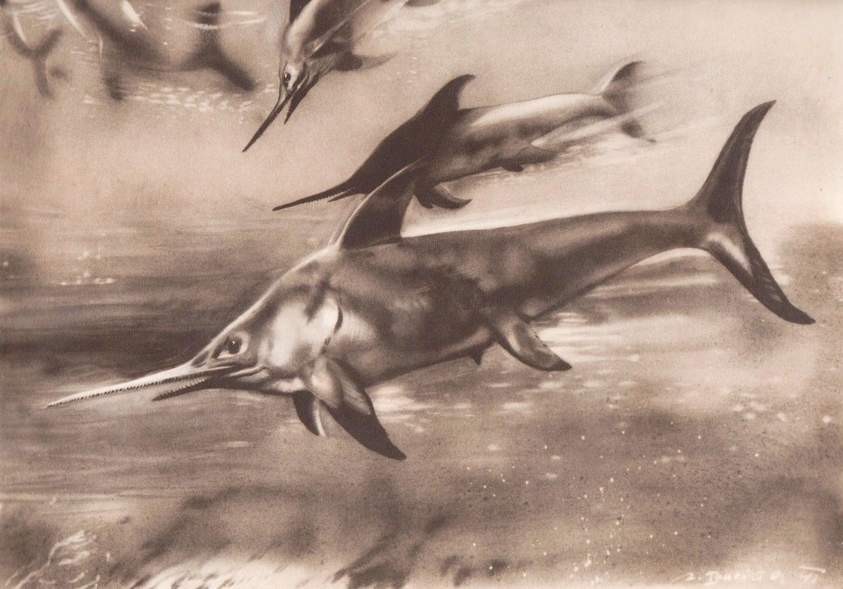 Prehistoric fish EURHINOSAURUS Sepia Print By Z Burian 1963 V Fine 9×13″