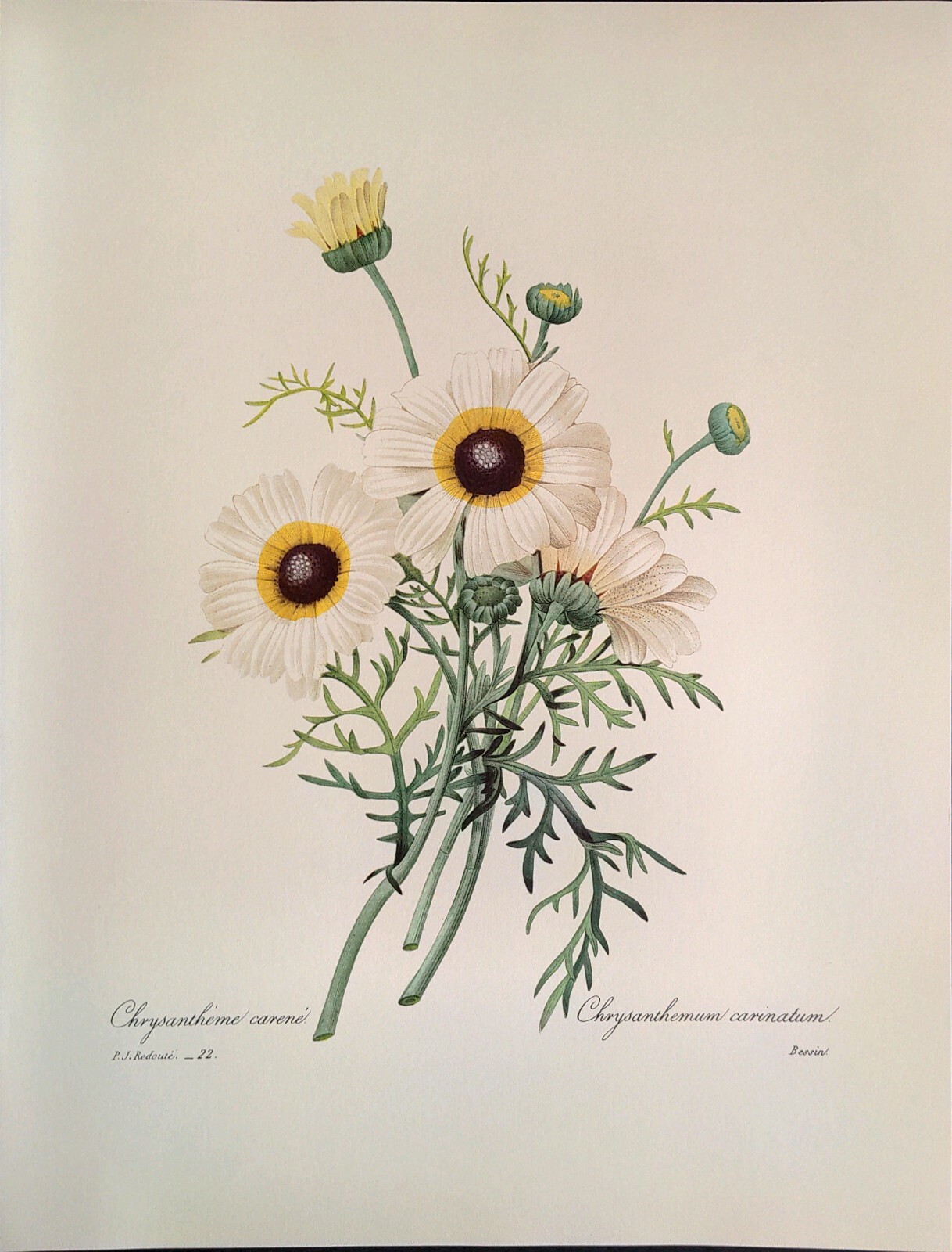 P. J. Redoute Flowers Chrysanthemum carinatum Botanical Art Book Plate 22 Print